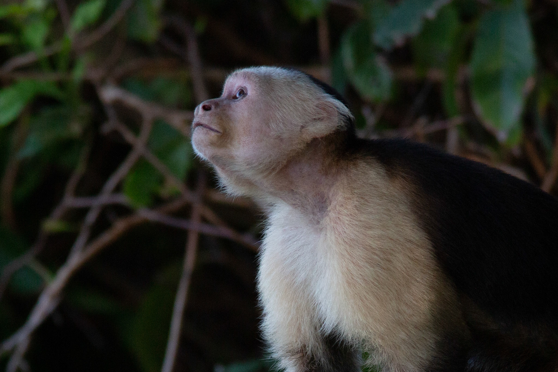 Capuchin Monkey