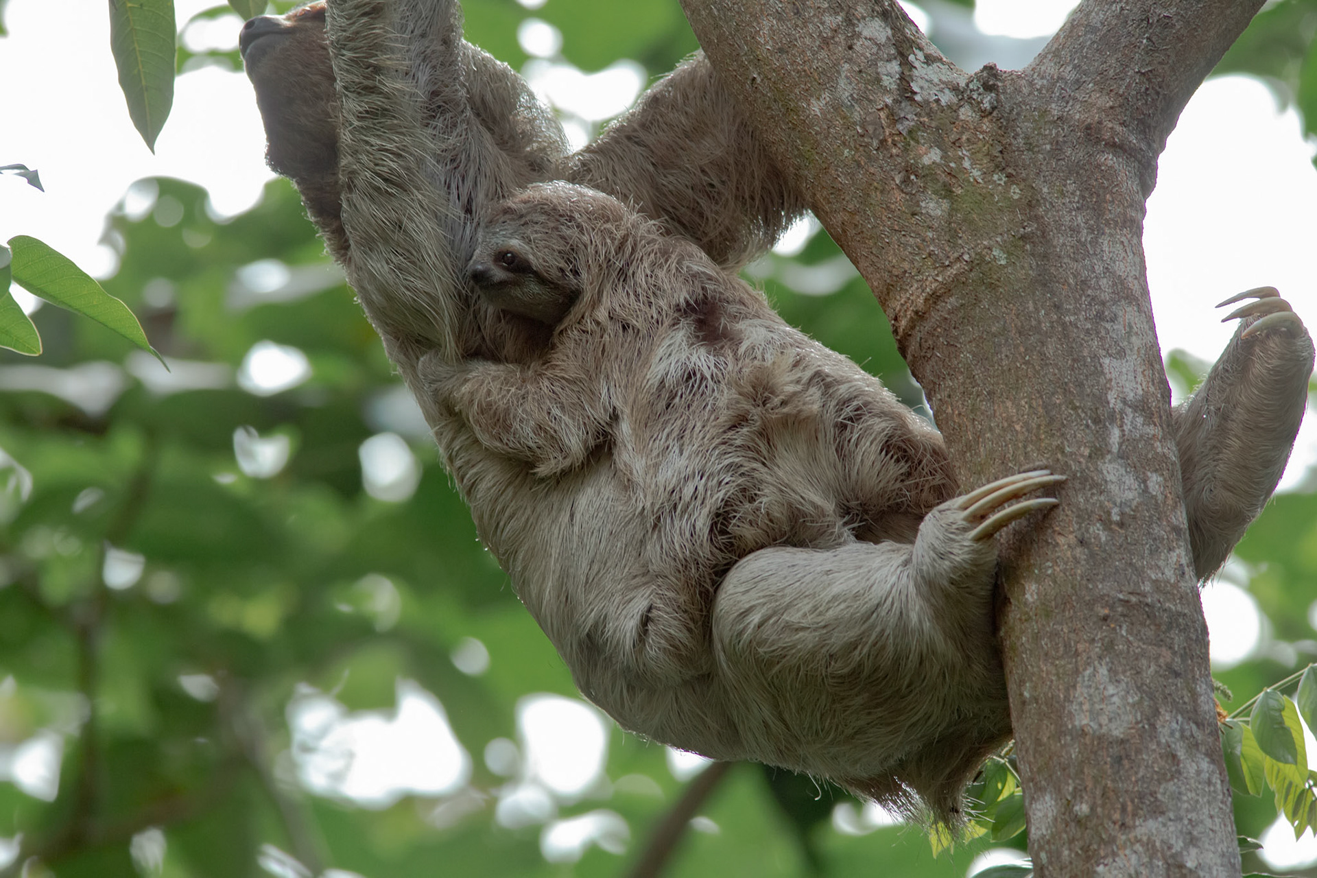 Three-toed Sloth, Mama with Baby