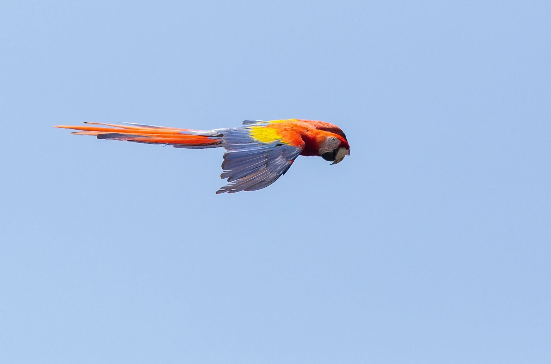 Scarlet Macaw
