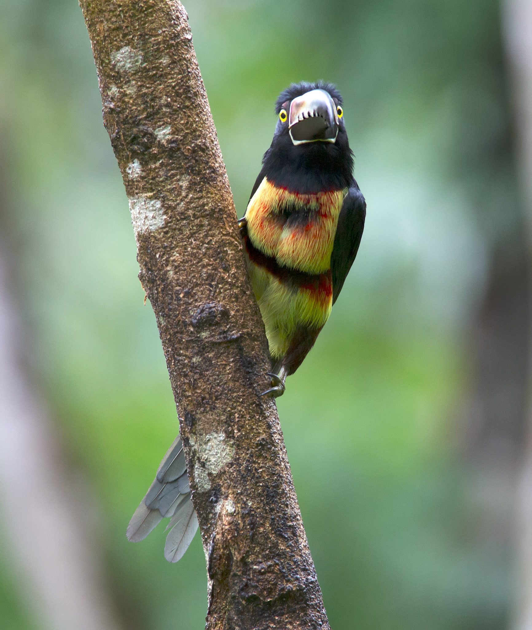 Collared Aracari