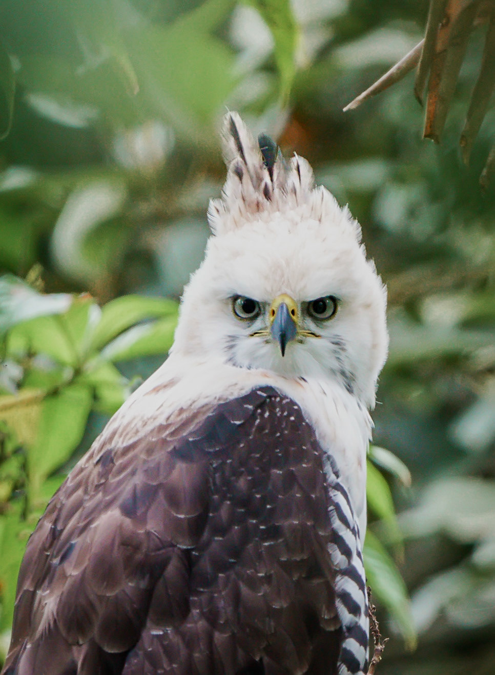 Ornate Hawk-Eagle, Juvenile