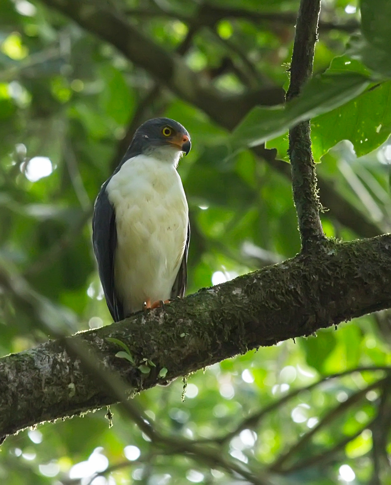 Semiplumbeous Hawk