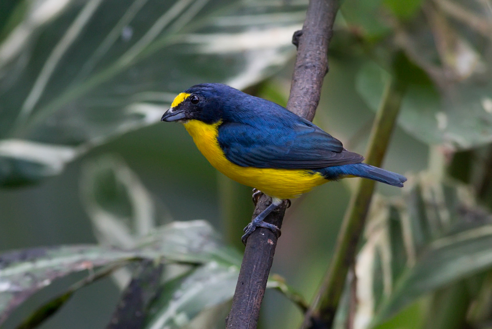Yellow-throated Euphonia, Male