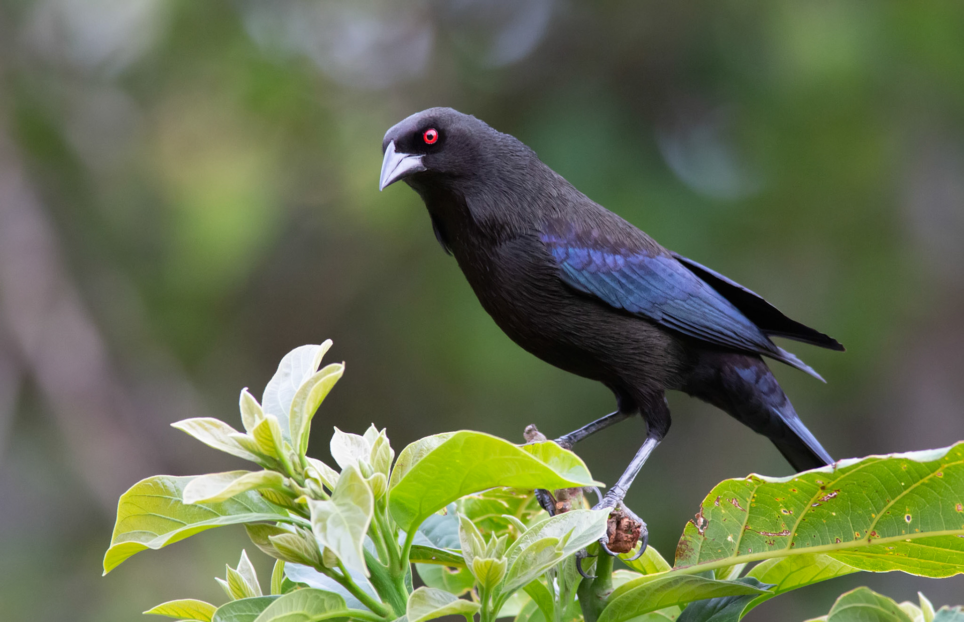 Bronzed Cowbird