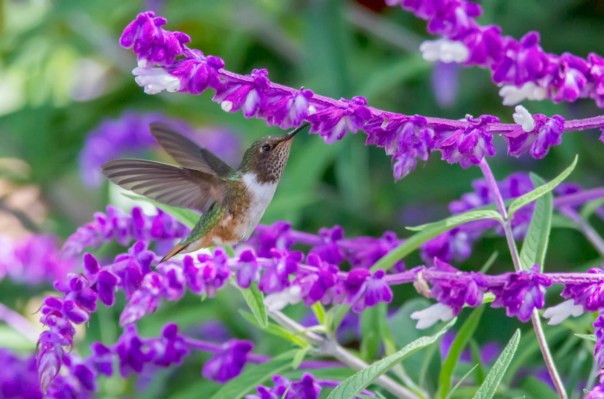 Scintillant Hummingbird, Female