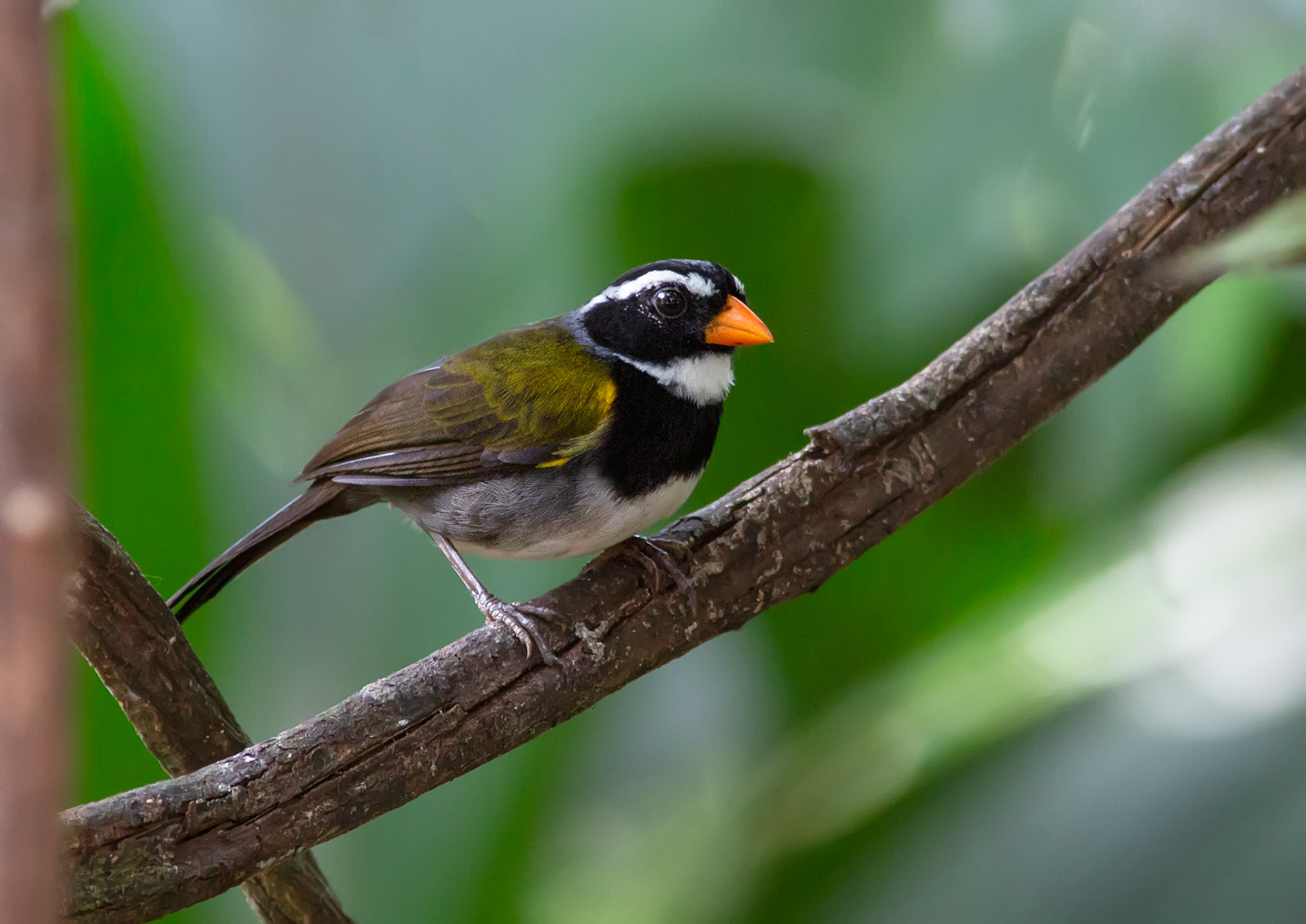 Orange-billed Sparrow