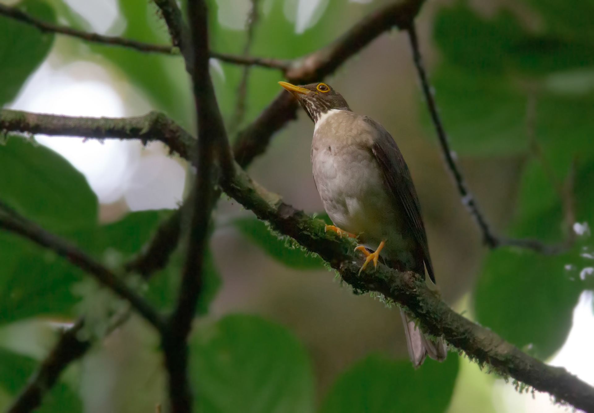 White-throated Thrush