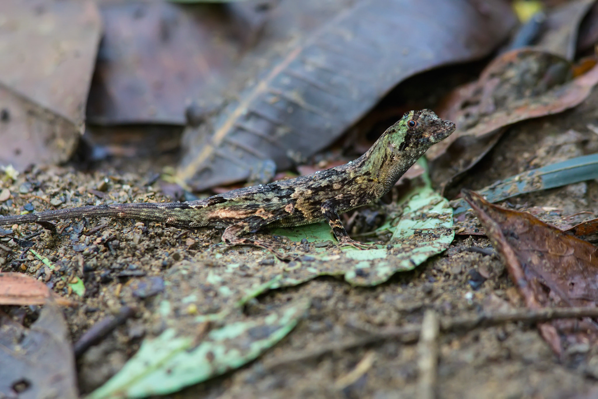 Pug-nosed Anole crawling on the crown camoflauged