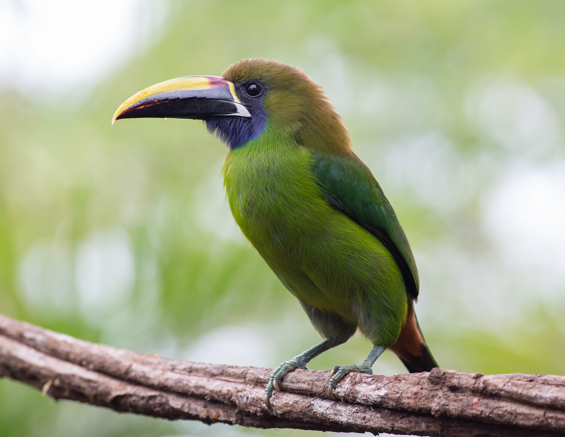 Northern Emerald-Toucanet