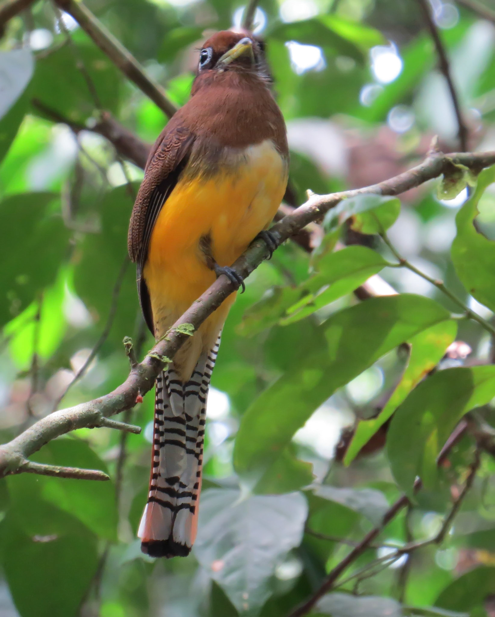 Black-throated Trogon, Female