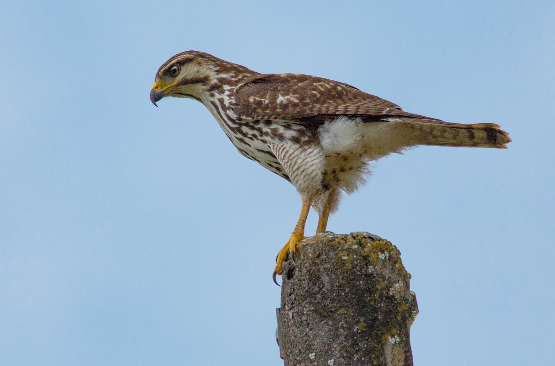 Gray Hawk, Juvenile