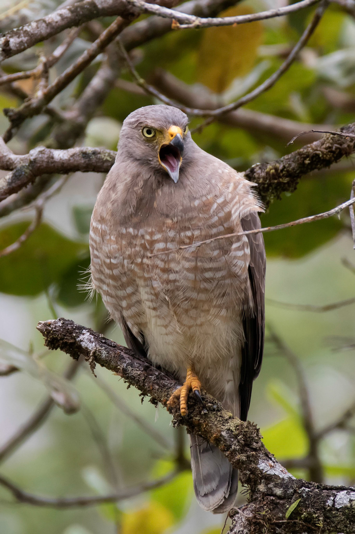 Roadside Hawk