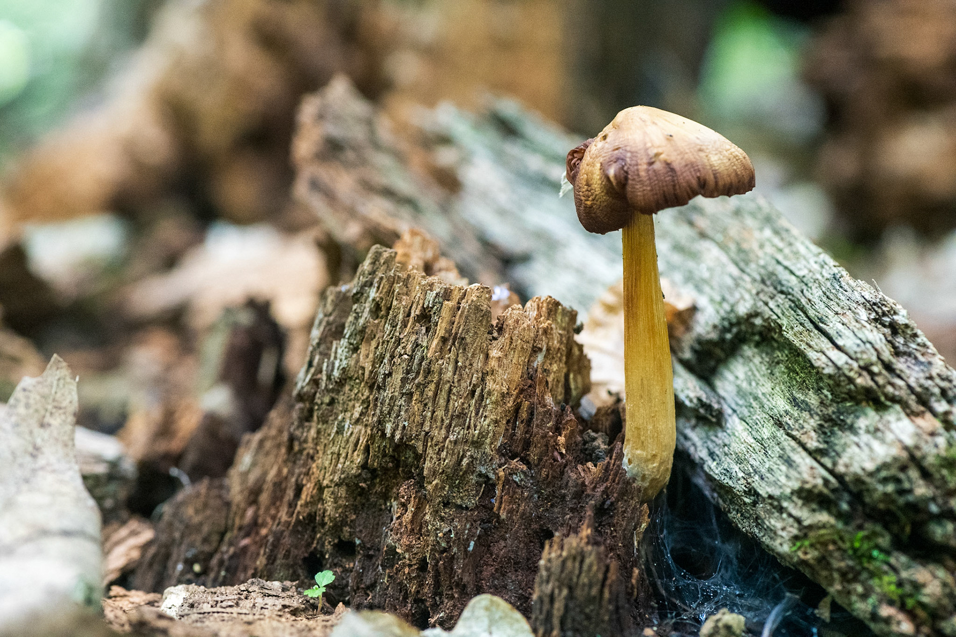 Challenges and Triumph