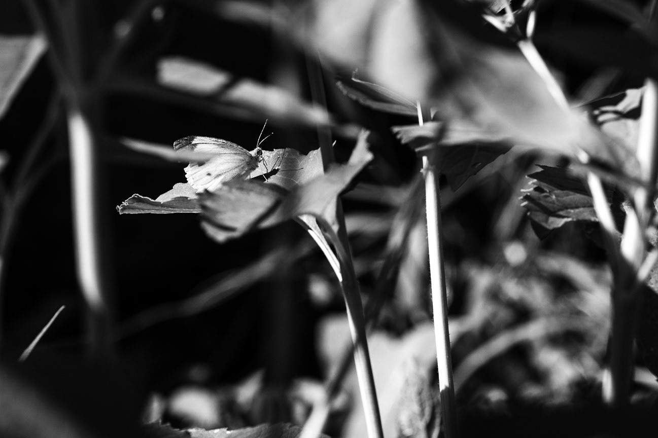 Seeing things in black and white