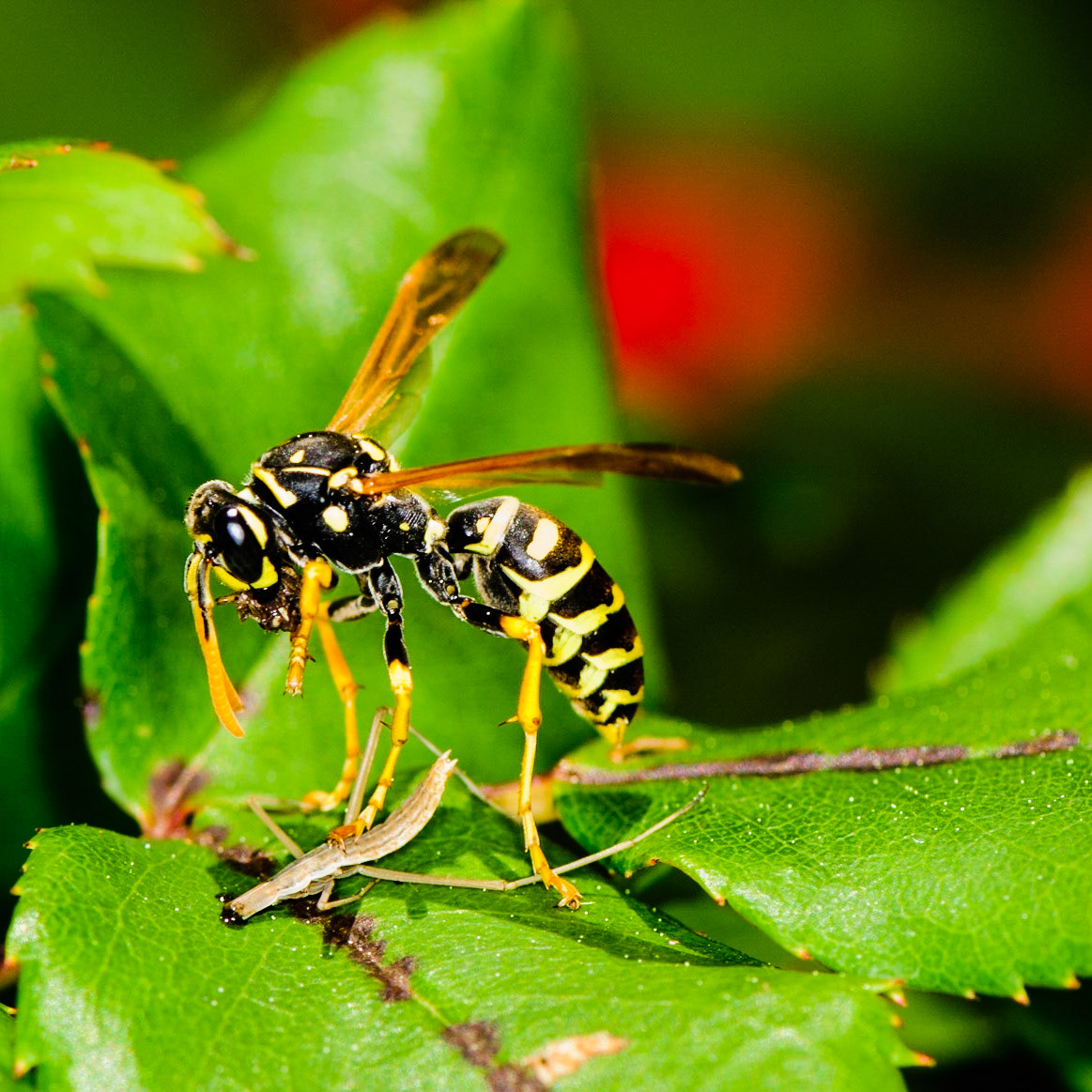 Predator vs Predator