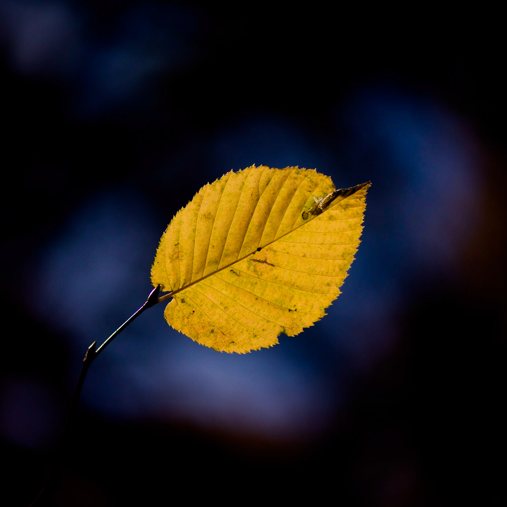 What does happiness even mean anyway?