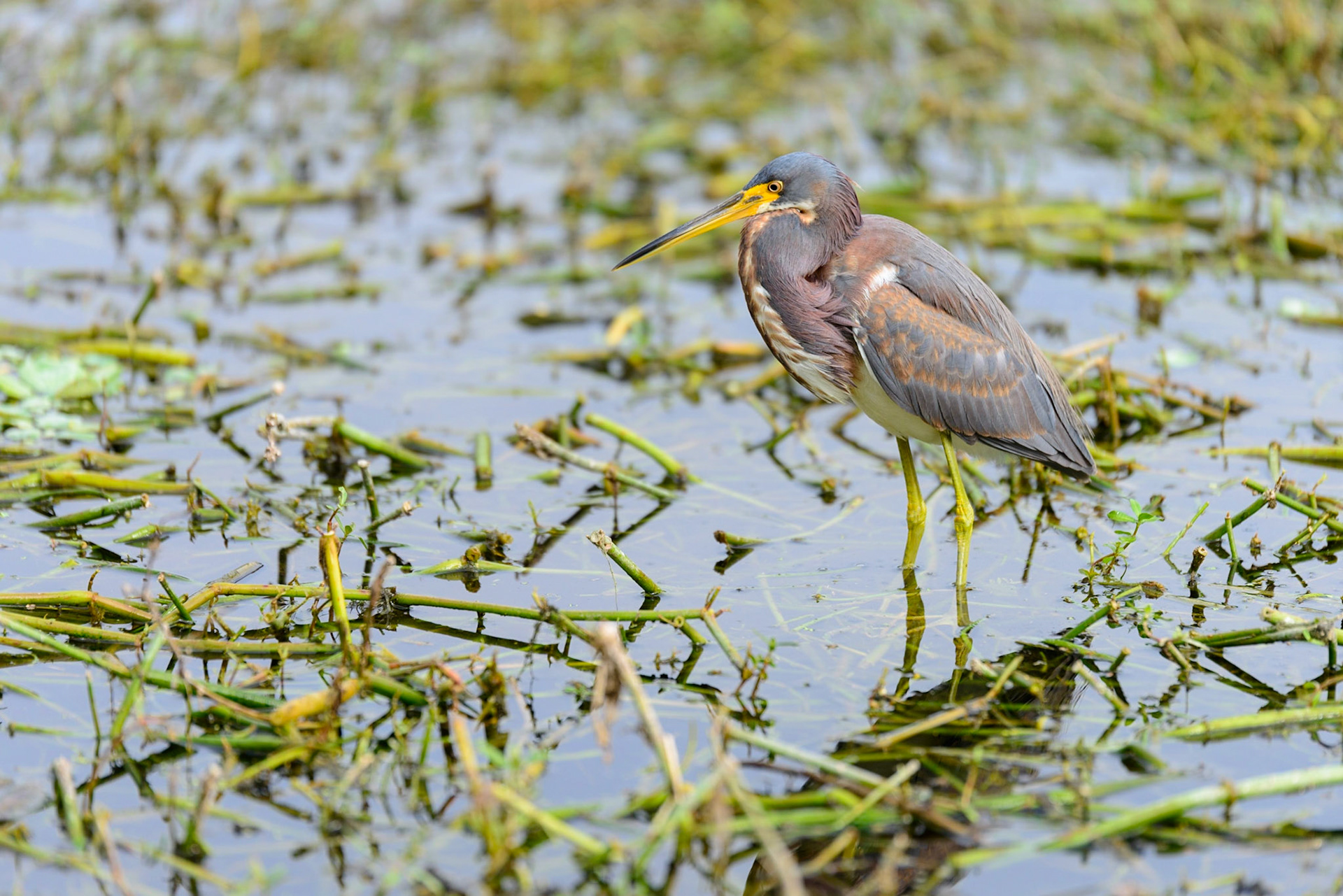 Tricolored Heron