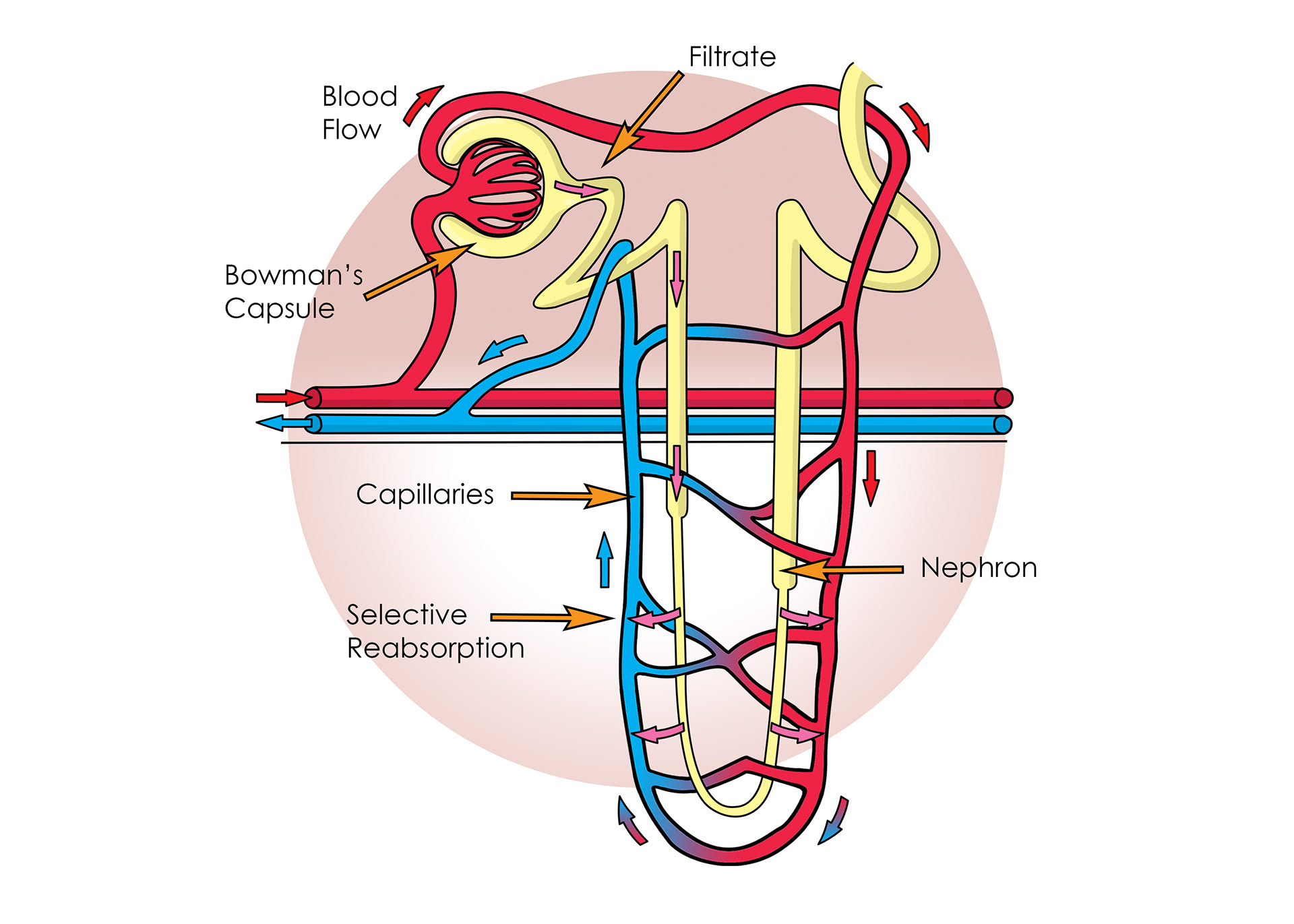 Selective reabsorption of useful things back into capillaries