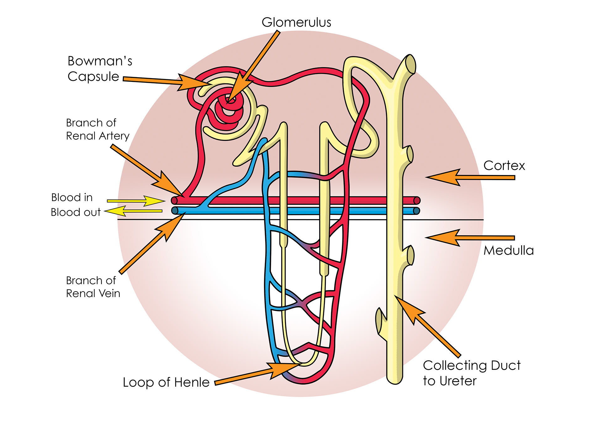 slmillustration-functions-of-the-kidneys-book-illustration