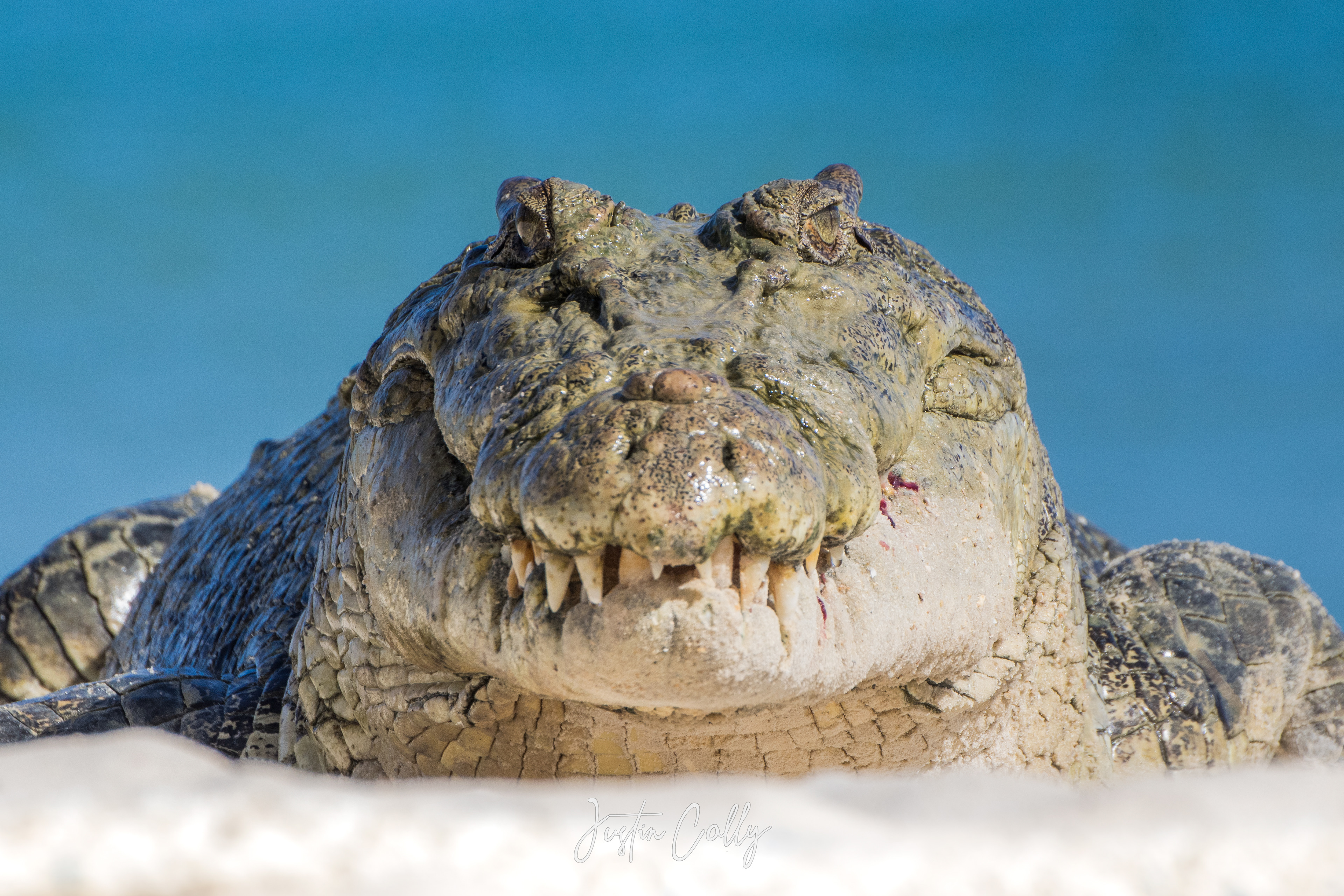 Baru/saltwater crocodile (Crocodylus porosus)