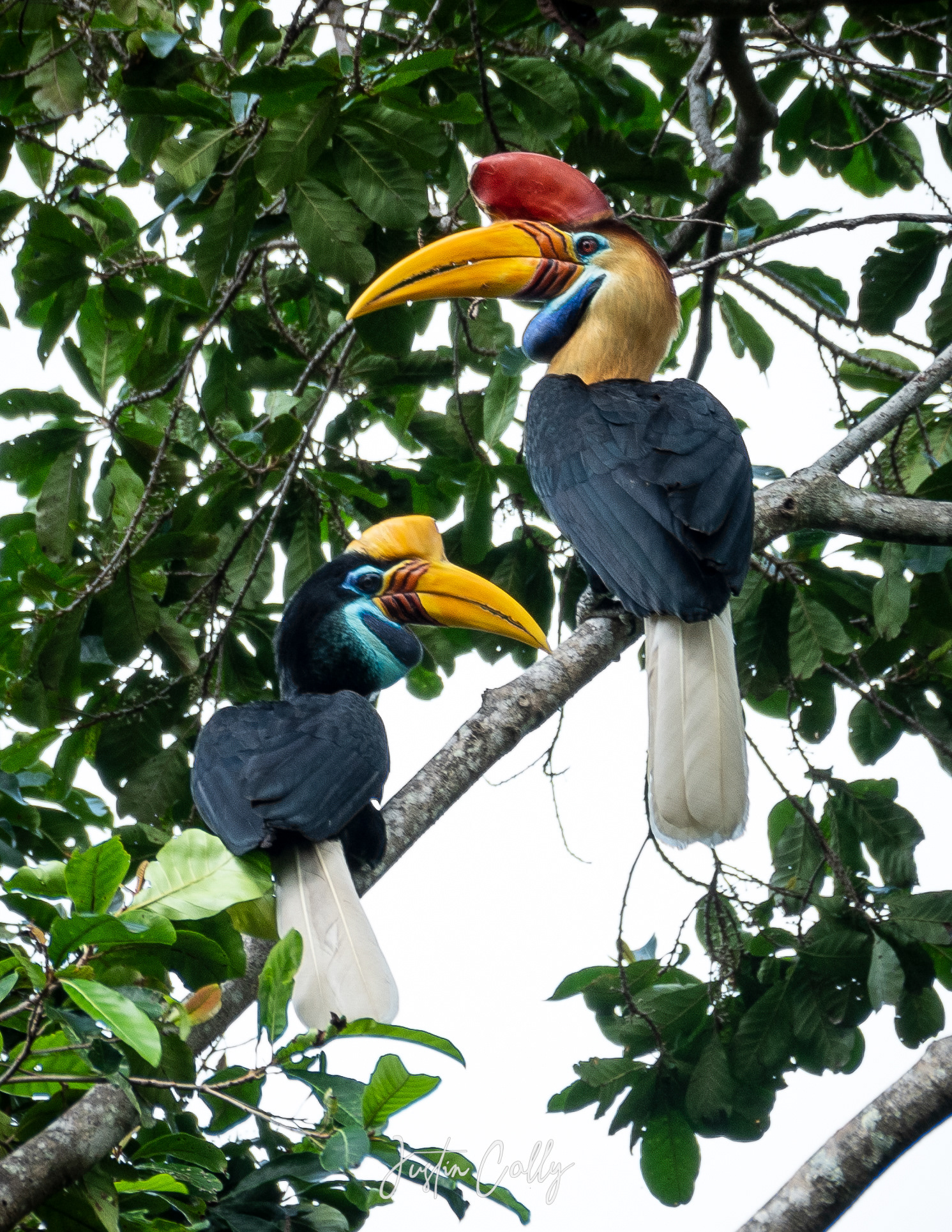 A pair of knobbed hornbills (Rhyticeros cassidix) in Tangkoko, Sulawesi