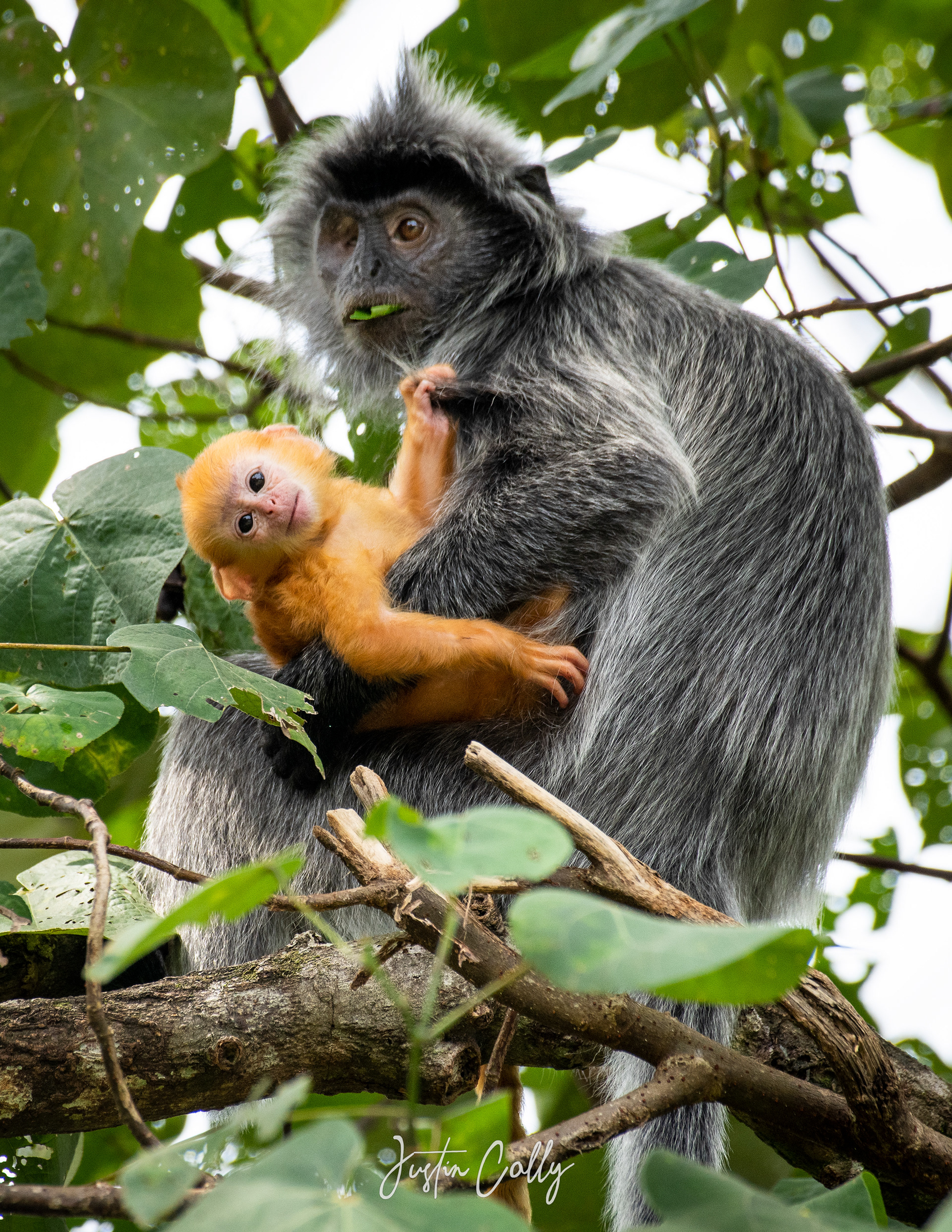 A silvery lutung (Trachypithecus cristatus) and her baby in Bako, Borneo