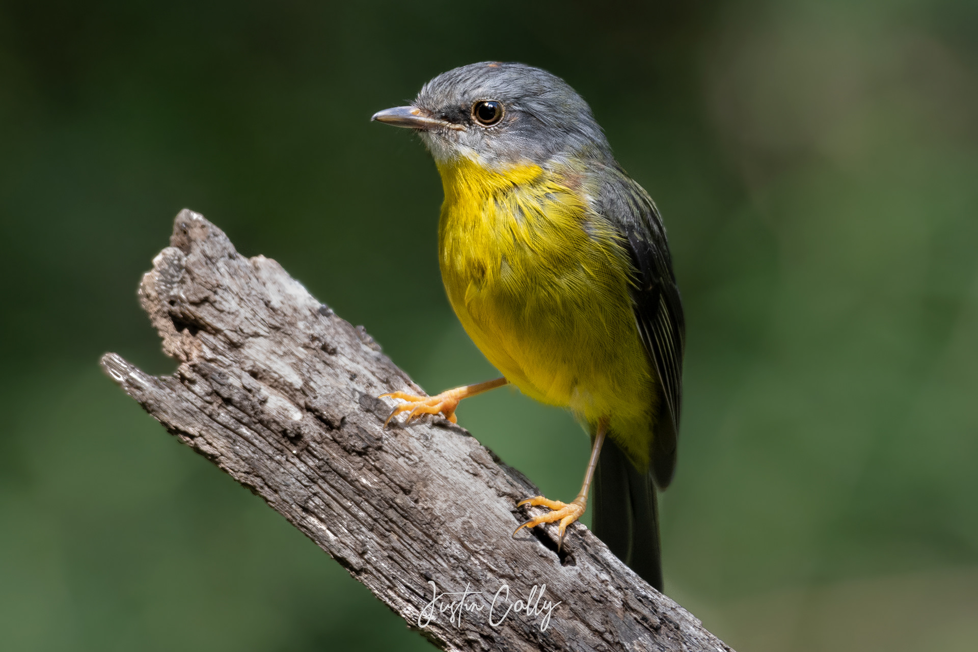Eastern yellow robin (Eopsaltria australis) in the Yarra Ranges, Australia