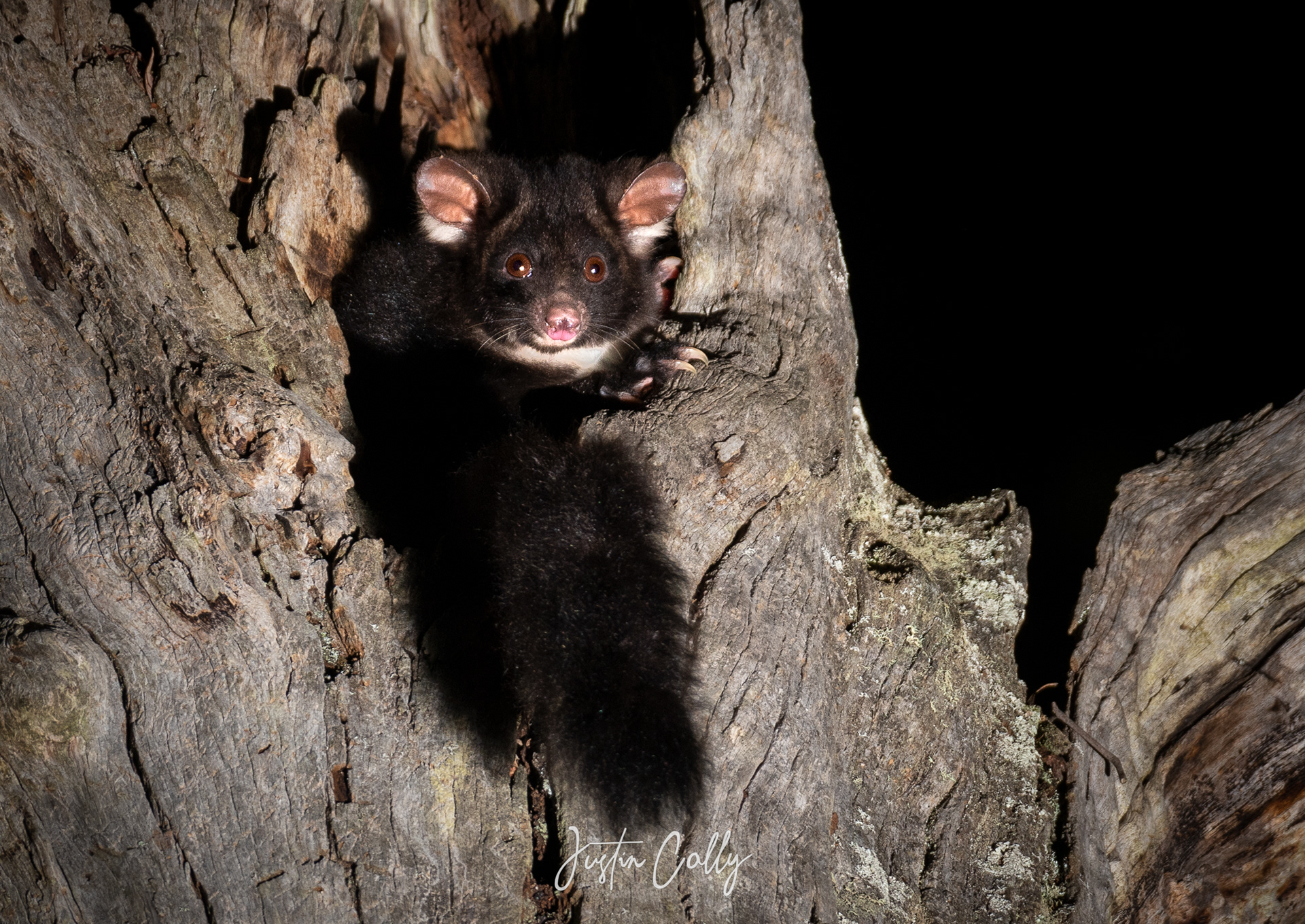 Greater glider (Petauroides volans) in Narbethong, Australia