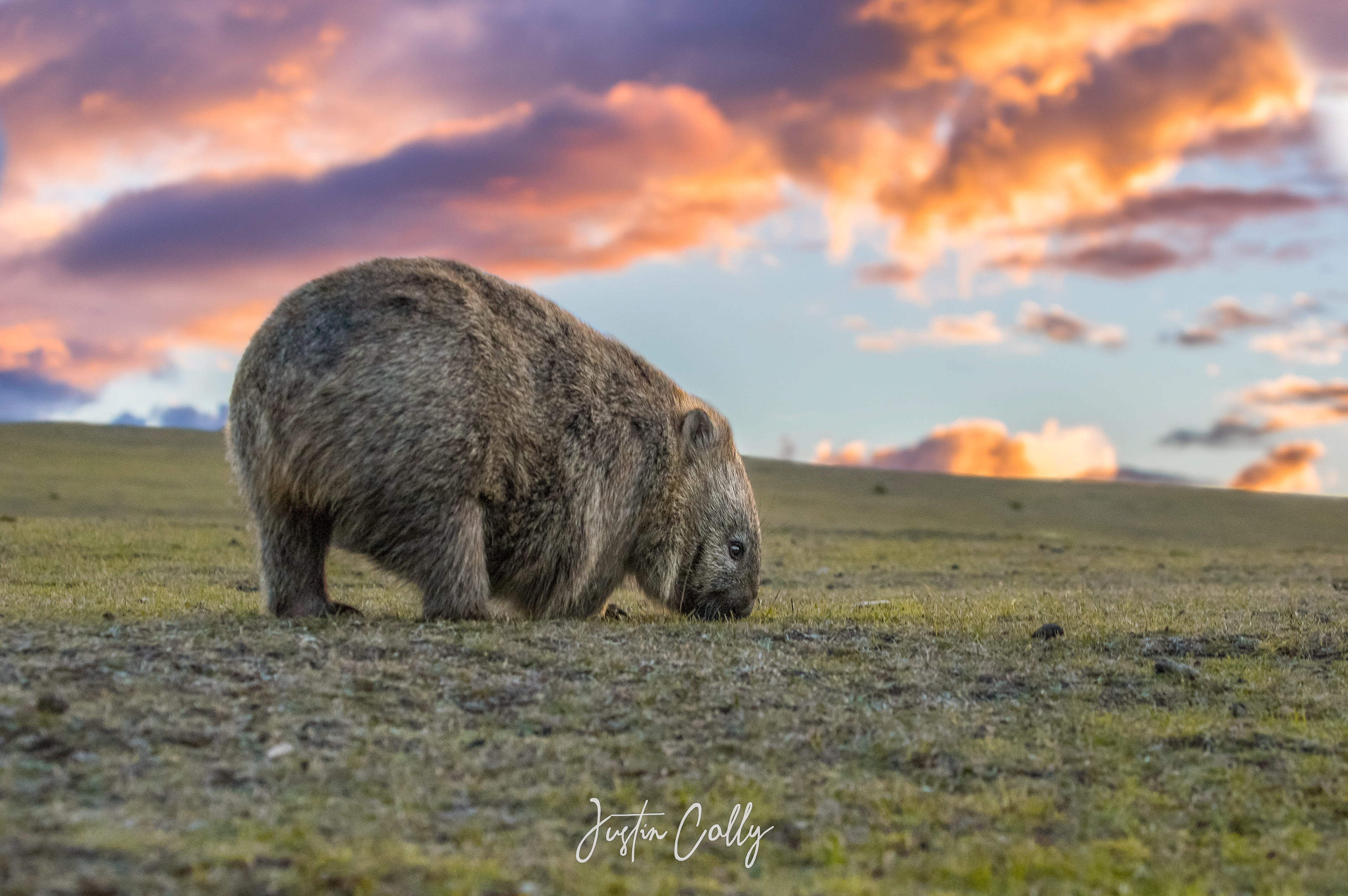 Common wombat (Vombatus ursinus) on Maria Island, Australia