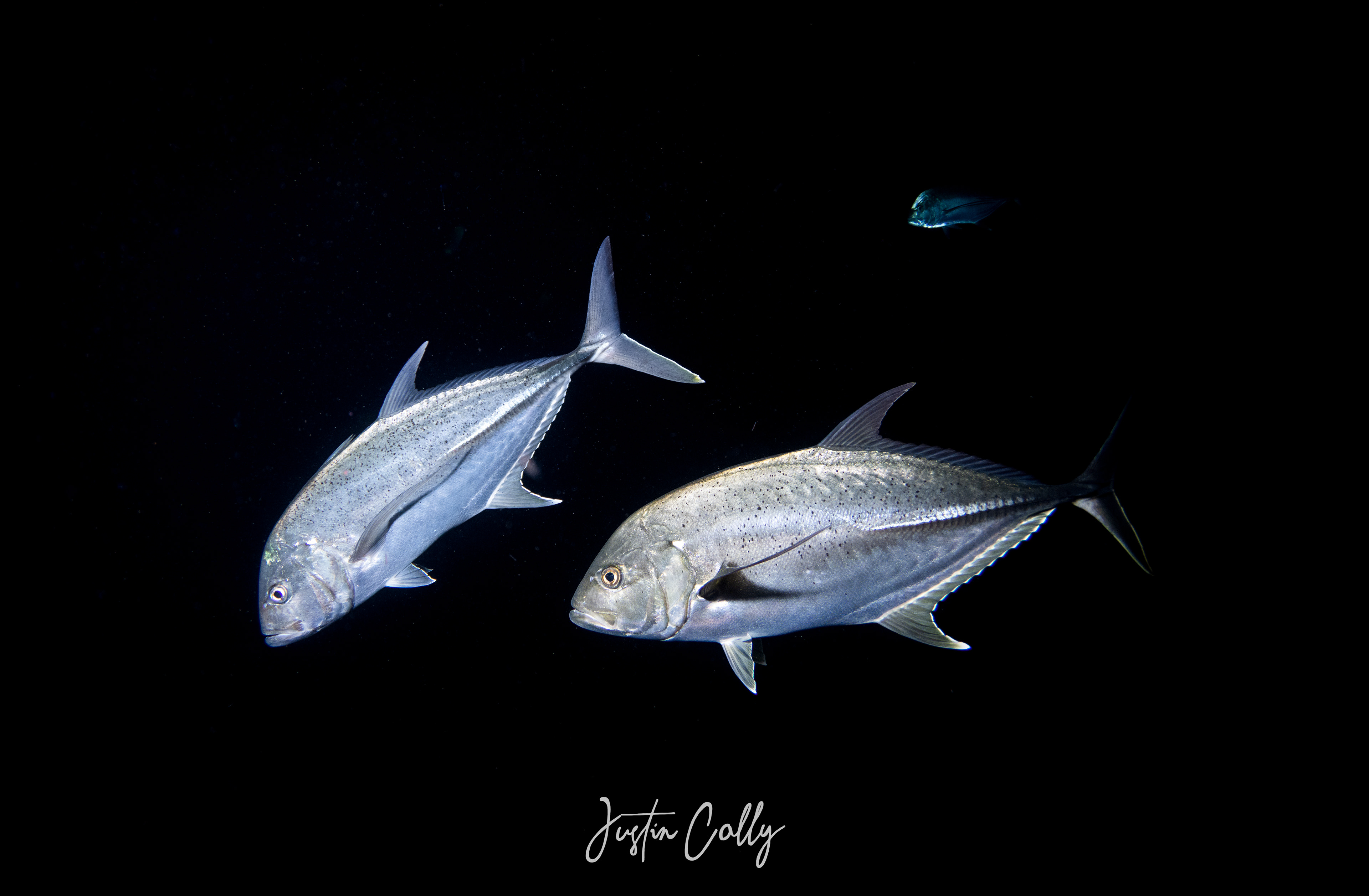 Bluefin trevally (Caranx melampygus)