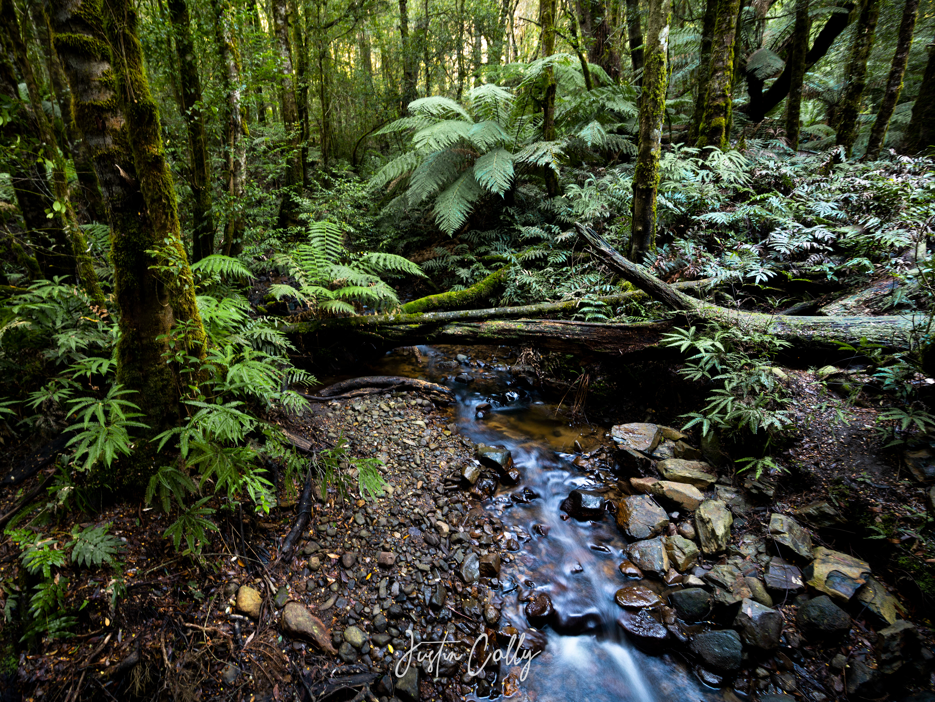 Wirra Willa Rainforest