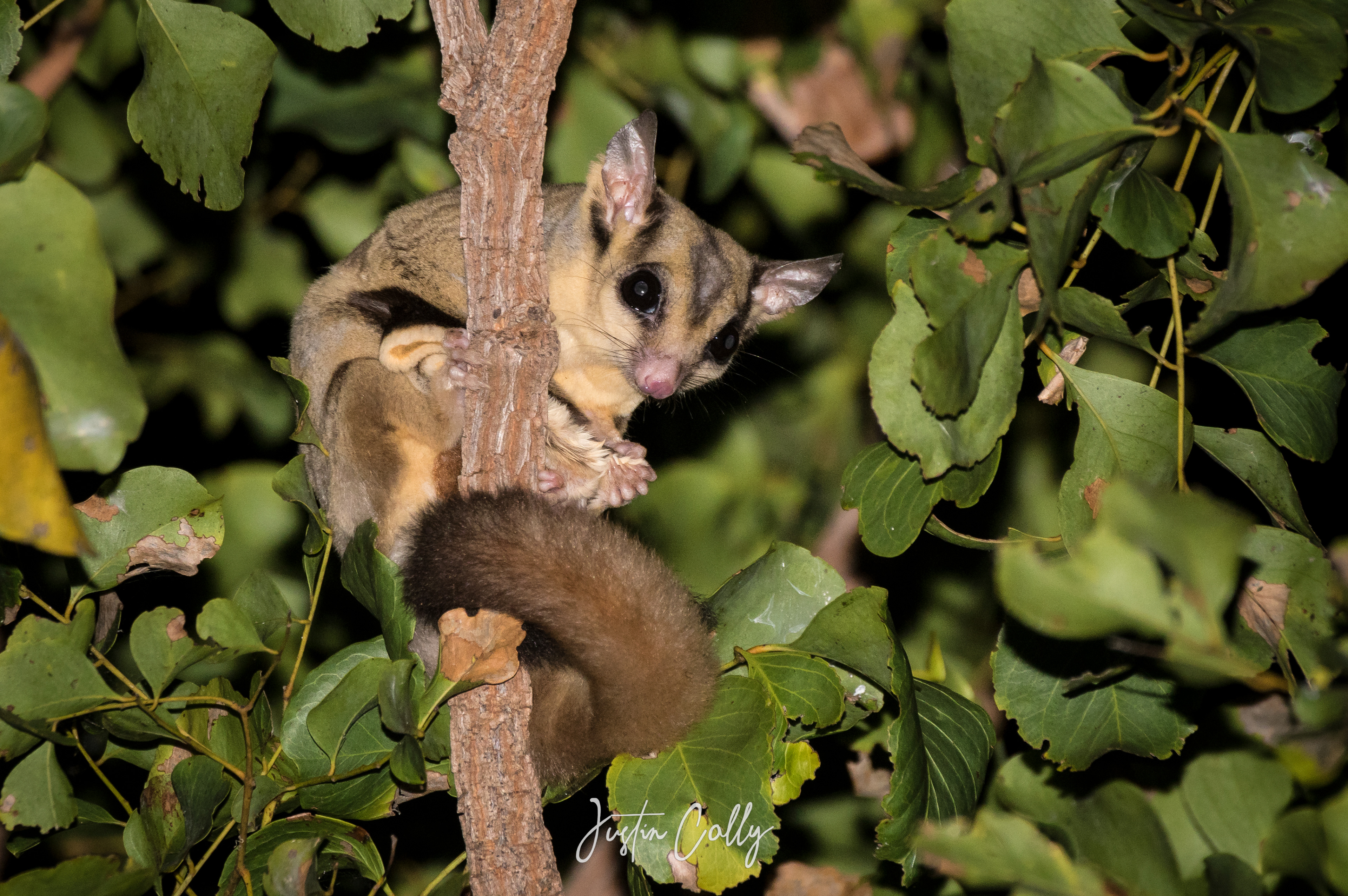 Savanna glider (Petaurus ariel) in Kakadu, Australia
