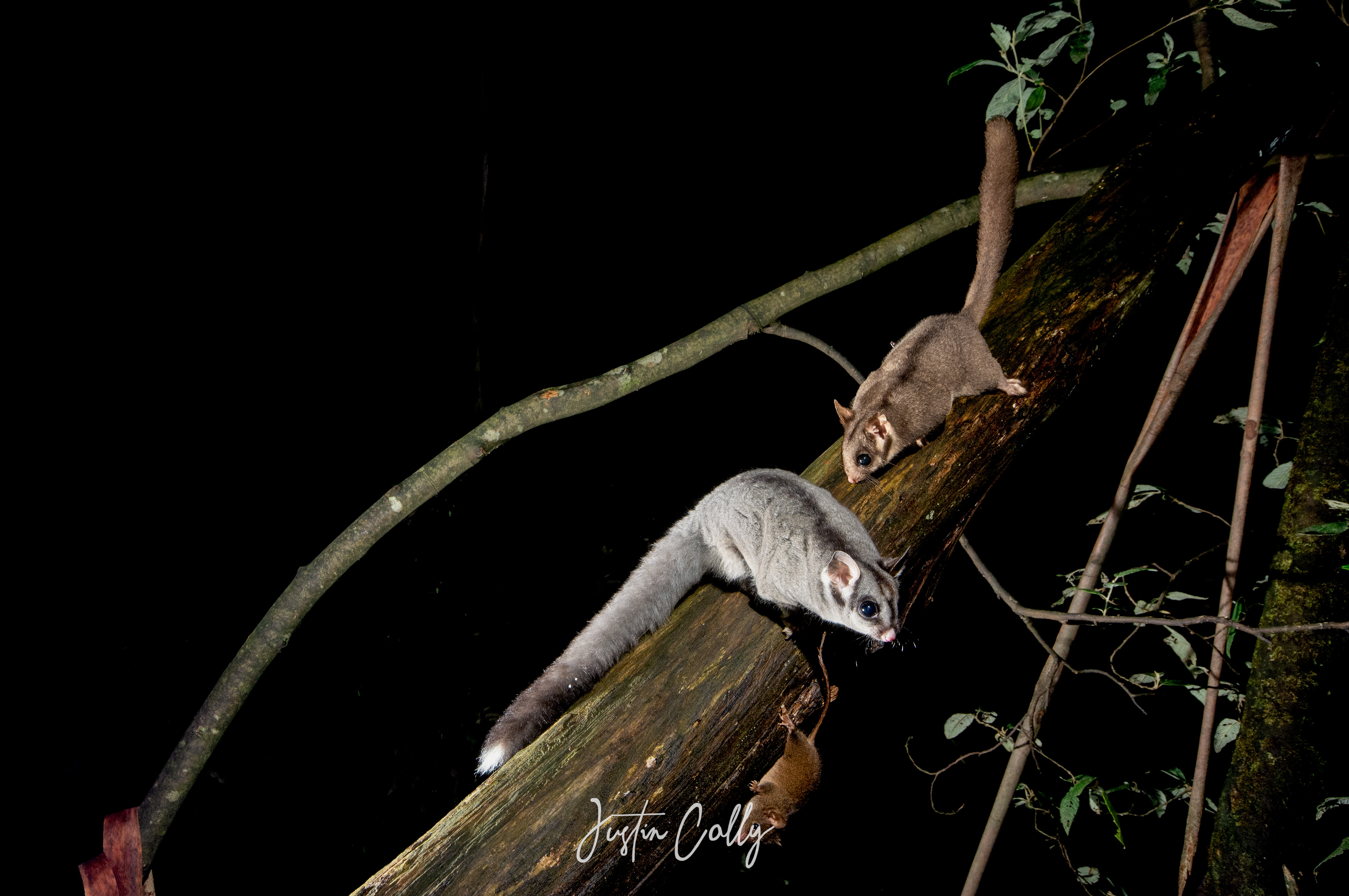 Super-imposed leadbeater's possum, sugar glider and antechinus in Toolangi