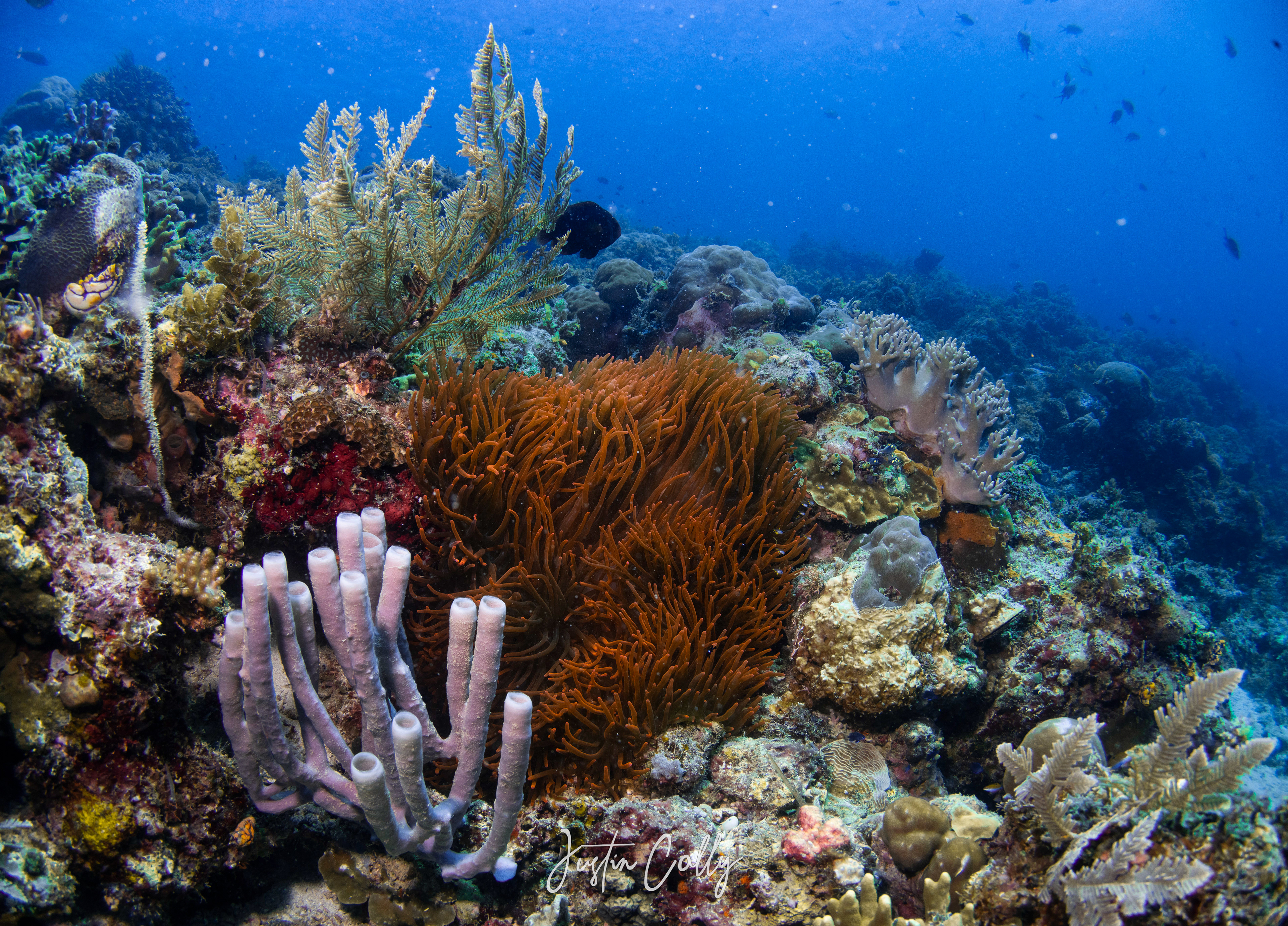 Coral landscape in Mabul, Borneo