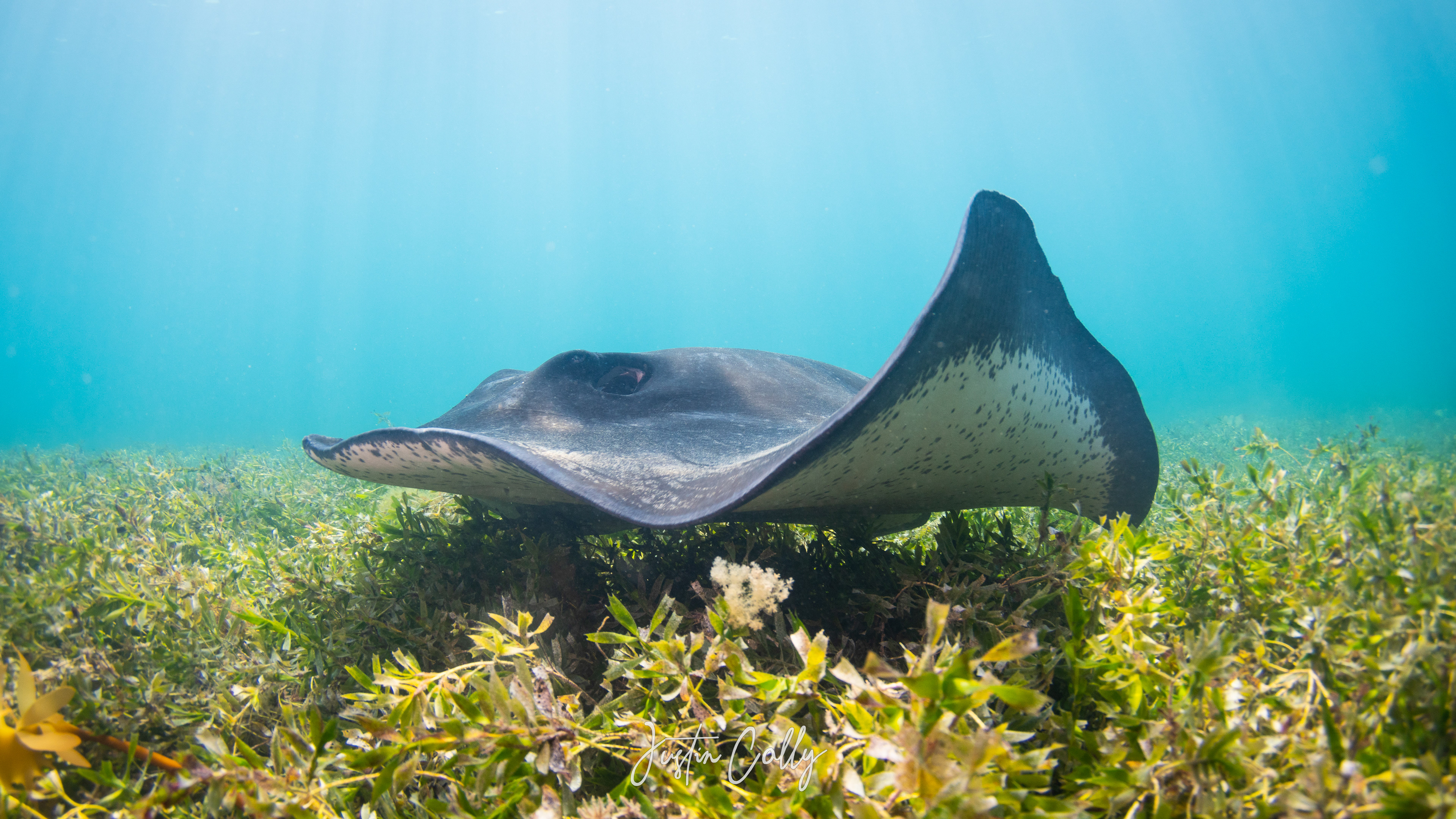 Smooth stingray (Bathytoshia brevicaudata)
