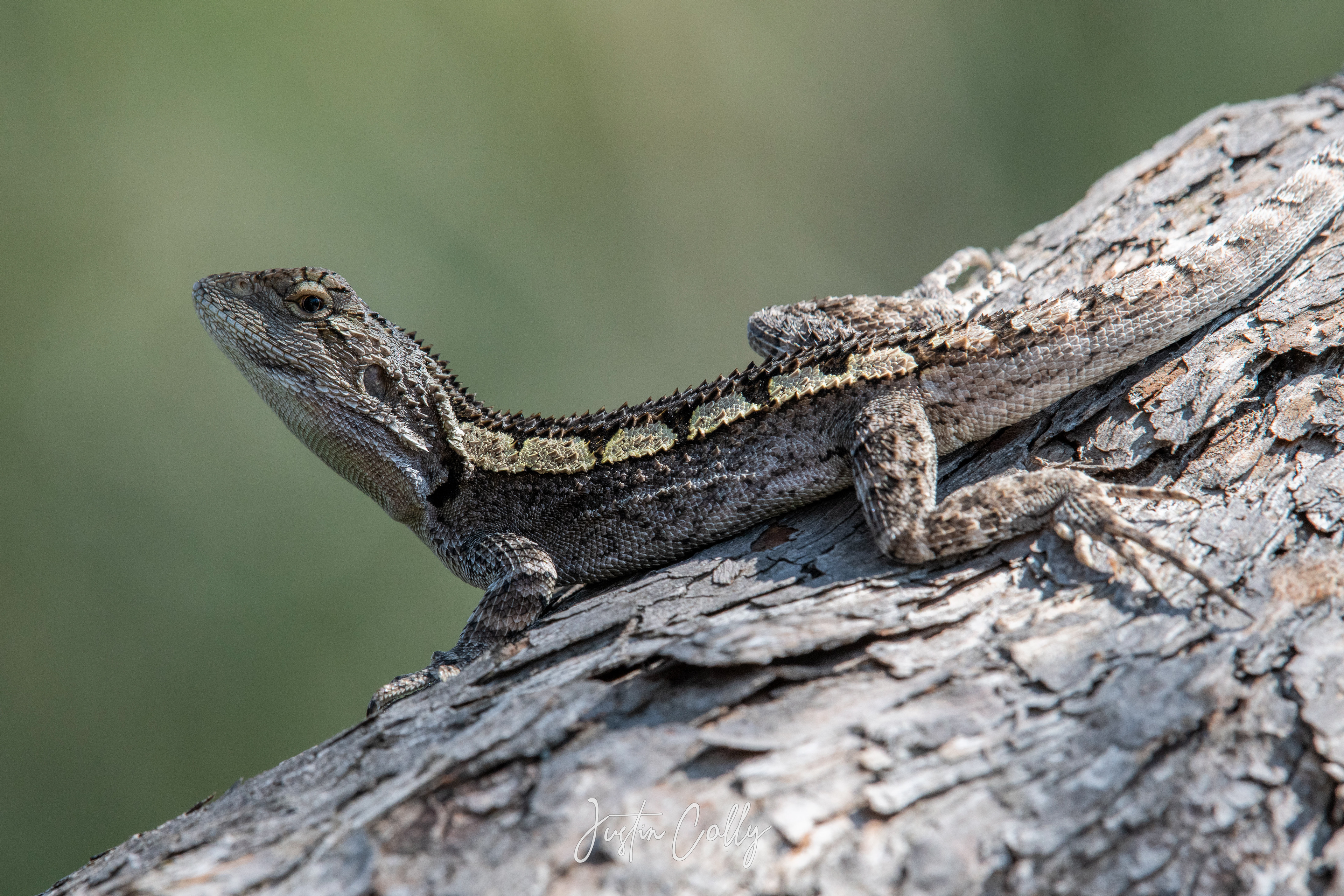 Jacky dragon (Amphibolurus muricatus) in Melbourne, Australia
