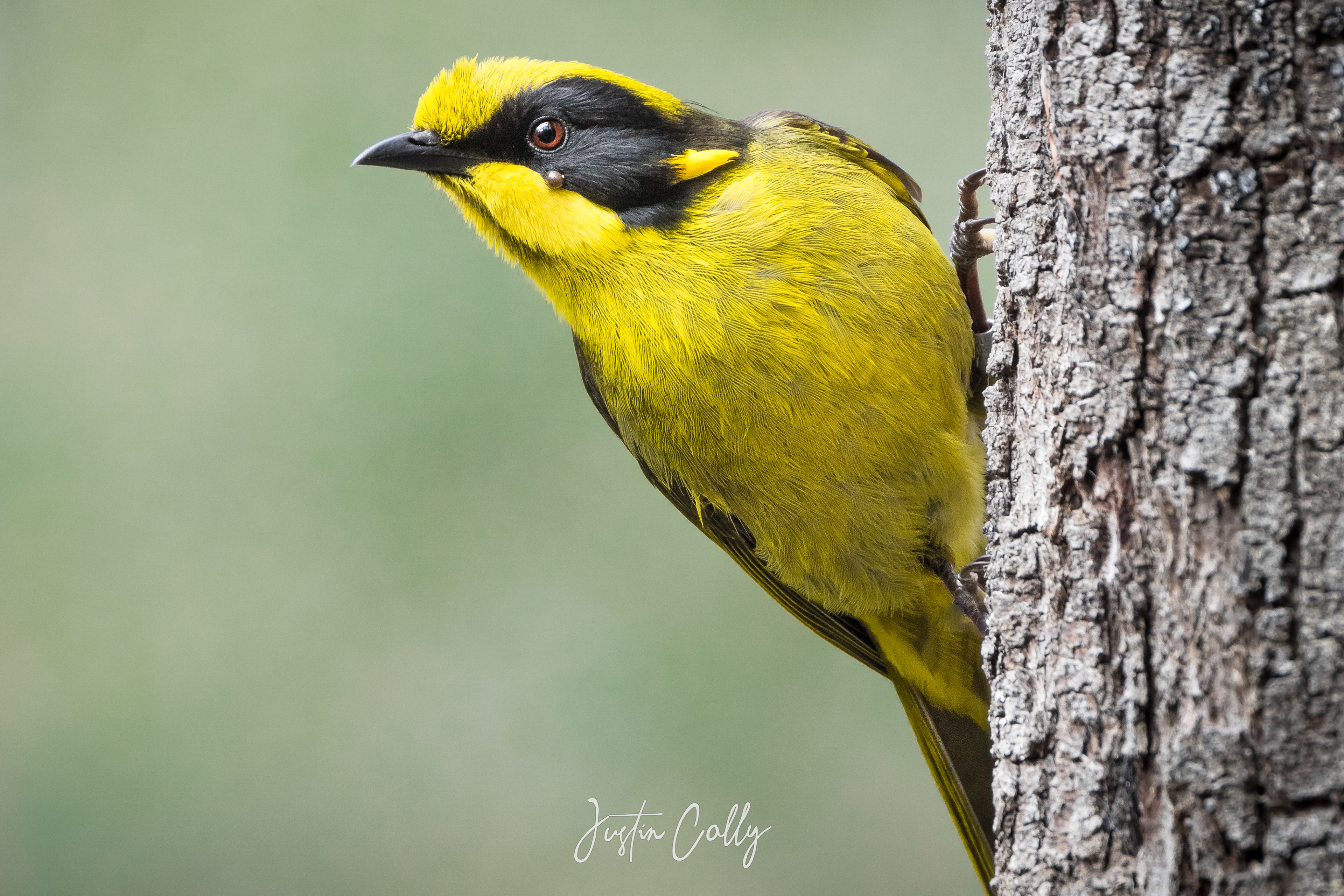 Helmeted honeyeater (Lichenostomus melanops cassidix) in Yellingbo, Australia