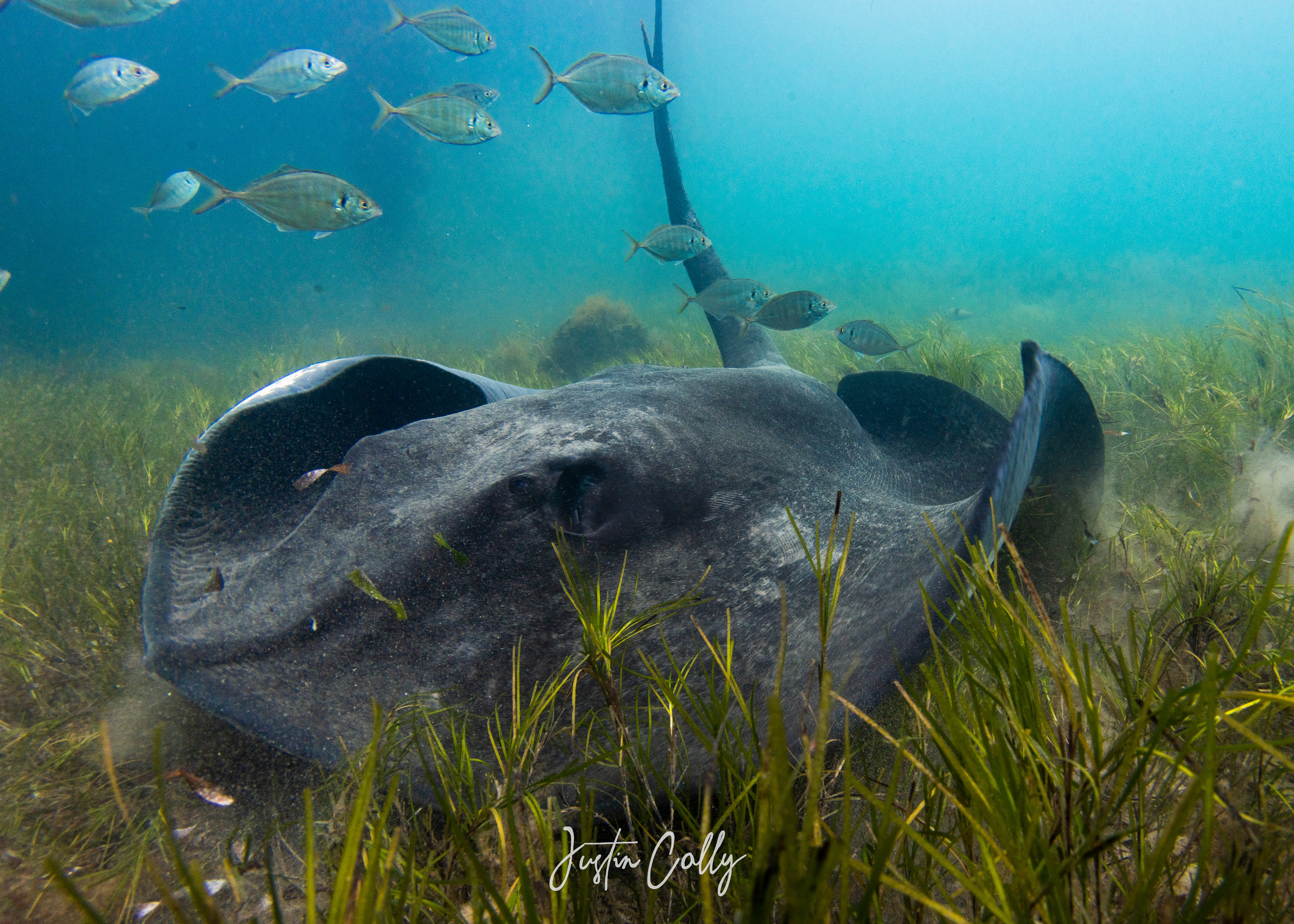Smooth stingray (Bathytoshia brevicaudata)