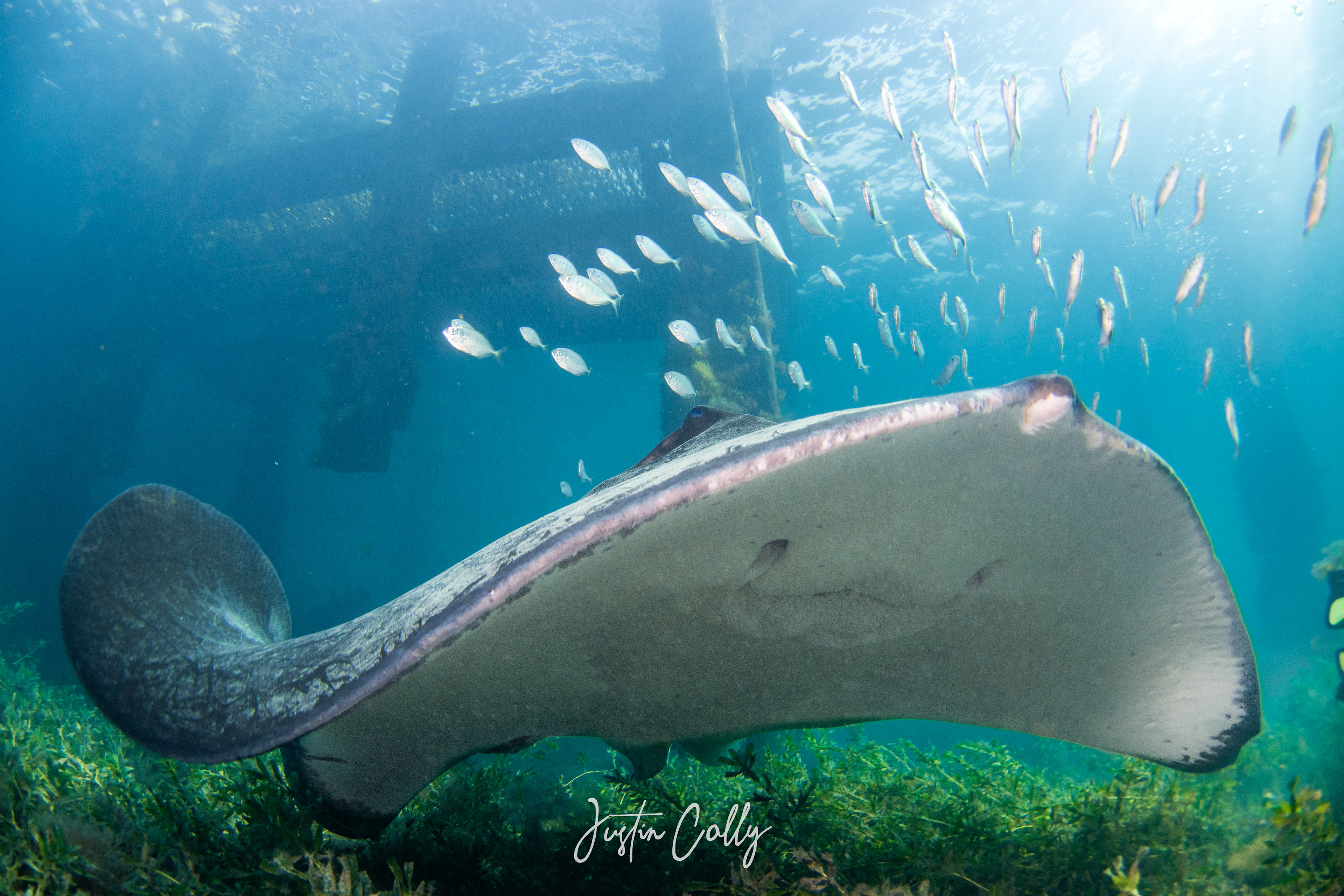 Smooth stingray (Bathytoshia brevicaudata) under Flinders Pier