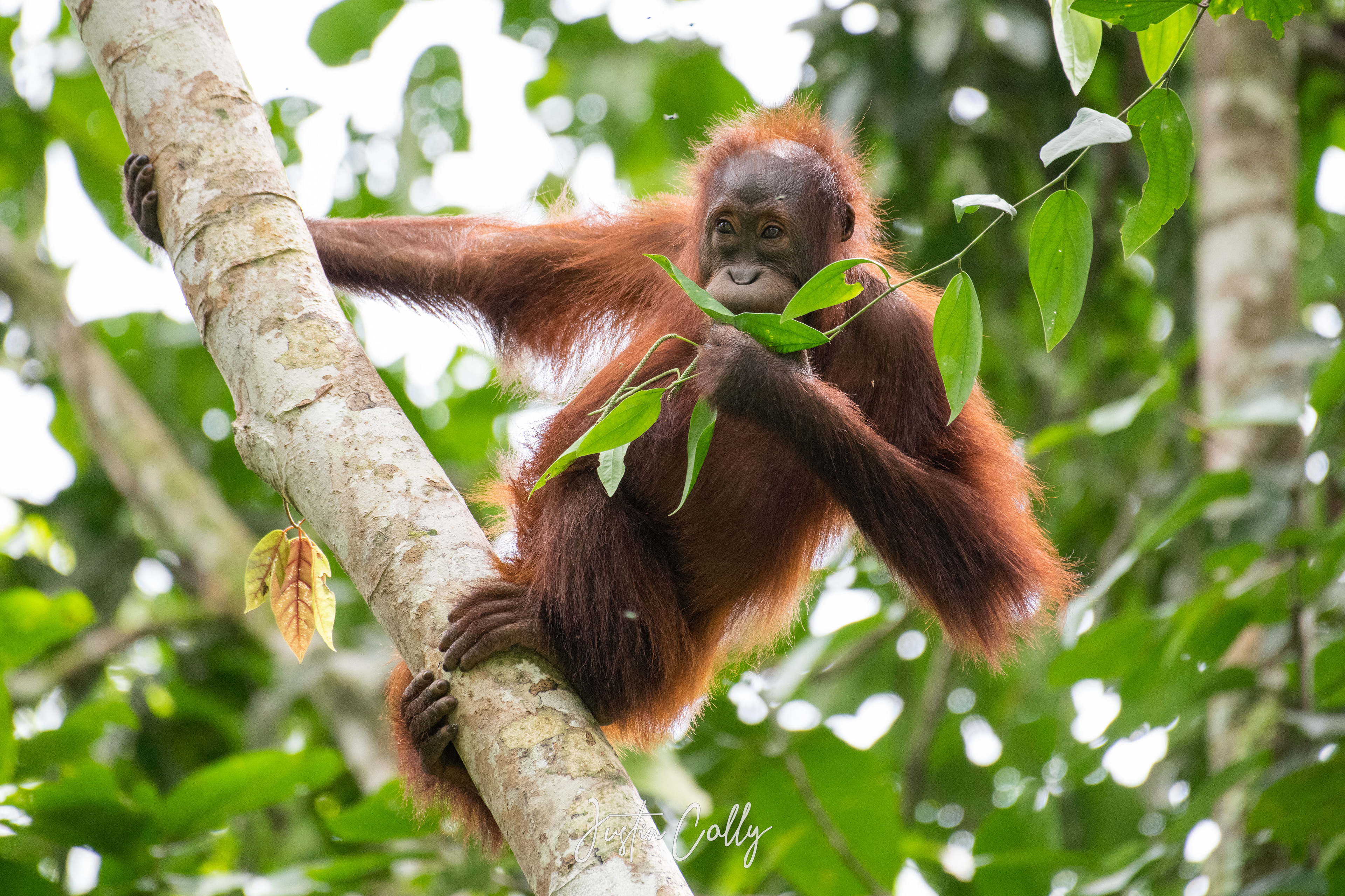 Bornean orangutan (Pongo pygmaeus) in Danum Valley, Borneo