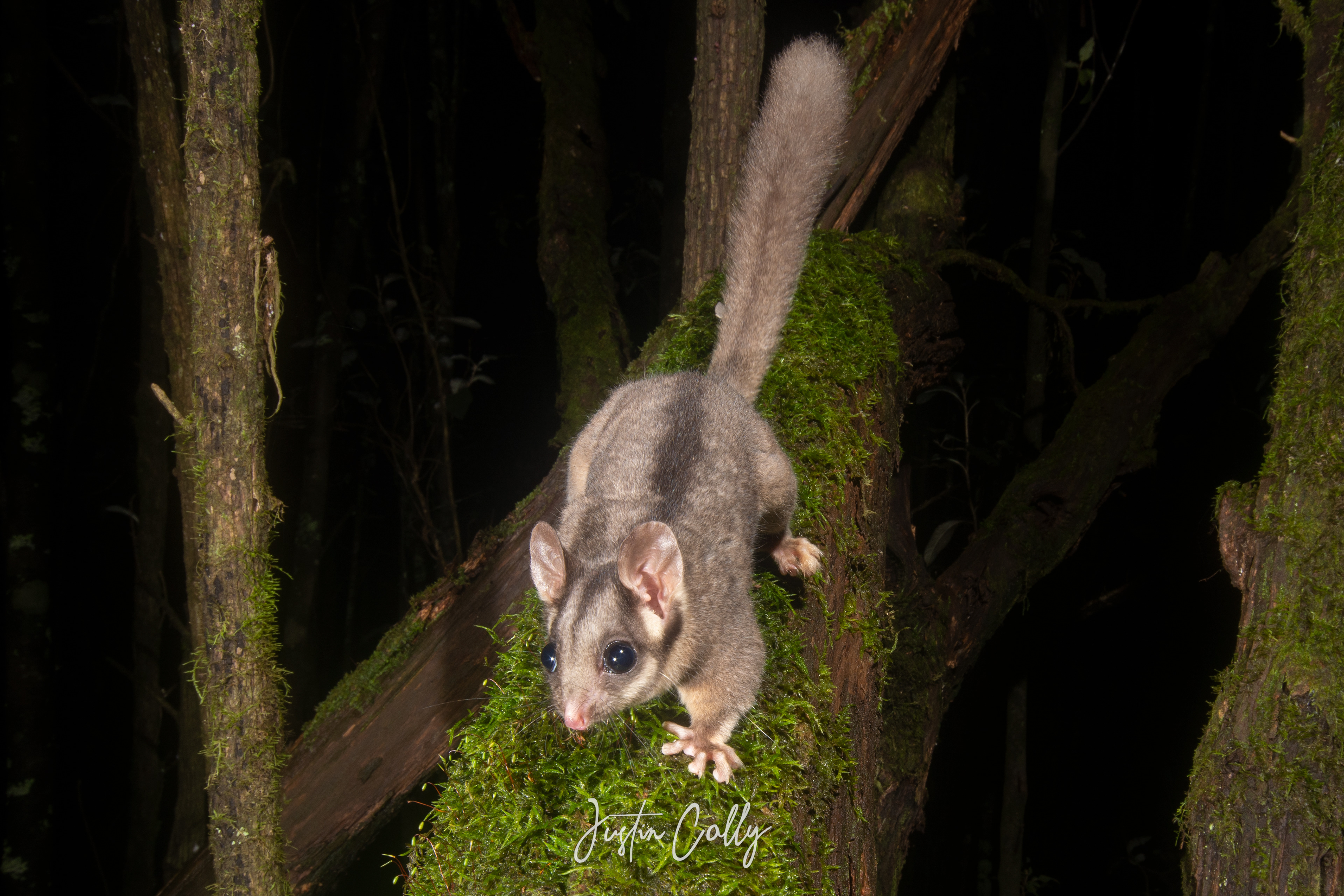 Leadbeater's possum (Gymnobelideus leadbeateri) in Toolangi