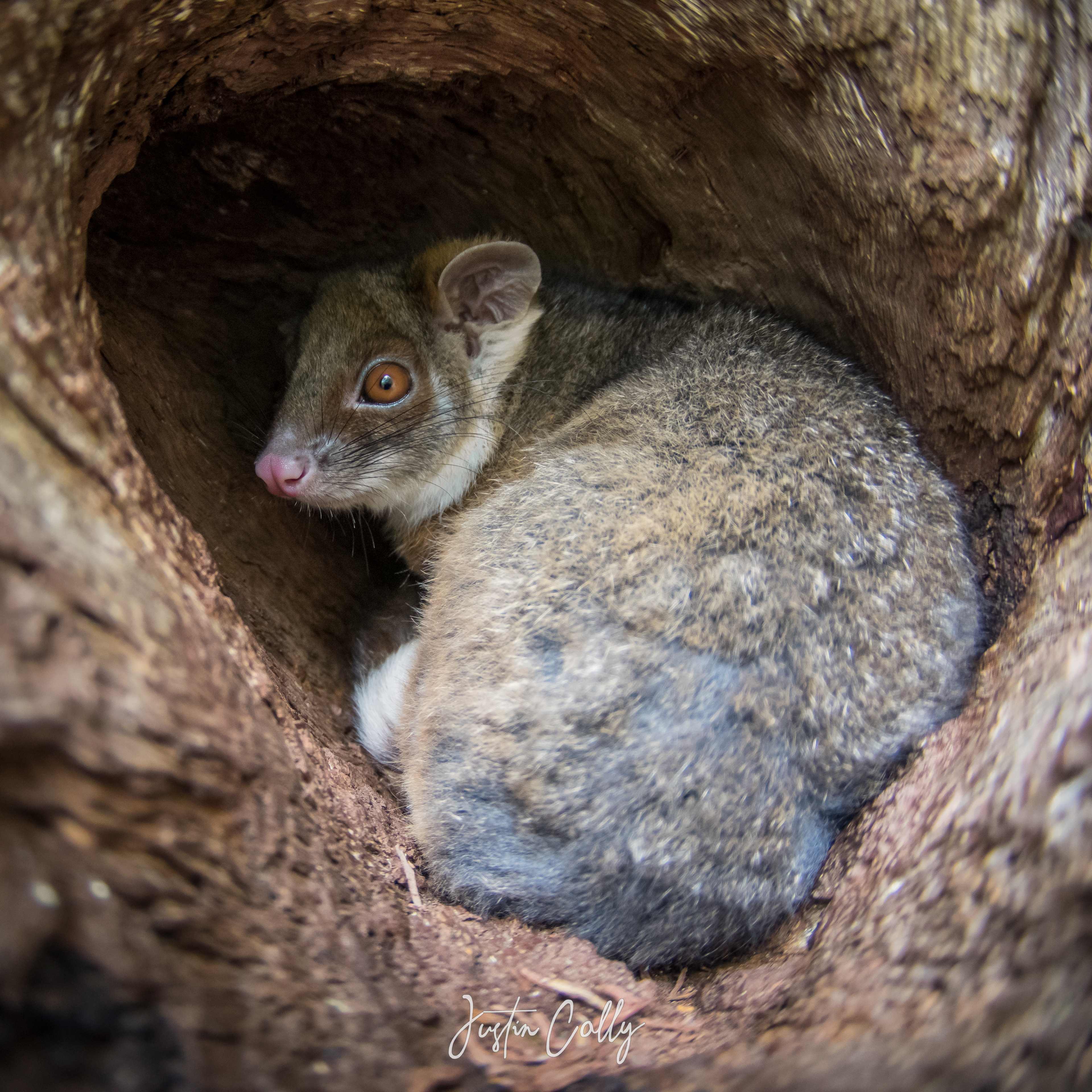 Common ringtail possum (Pseudocheirus peregrinus) in Melbourne, Australia