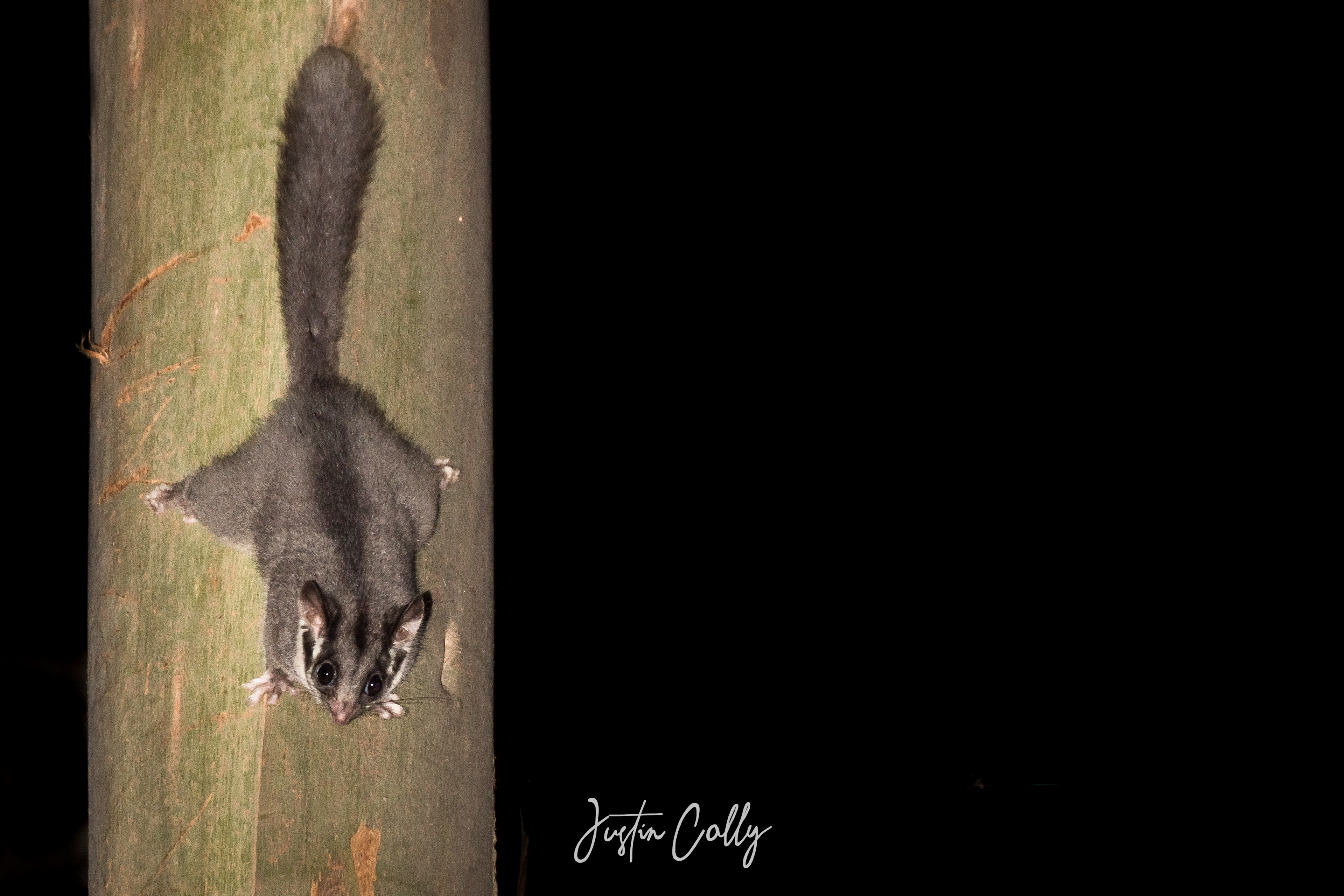 Leadbeater's possum (Gymnobelideus leadbeateri) in Tanjil Bren, Australia