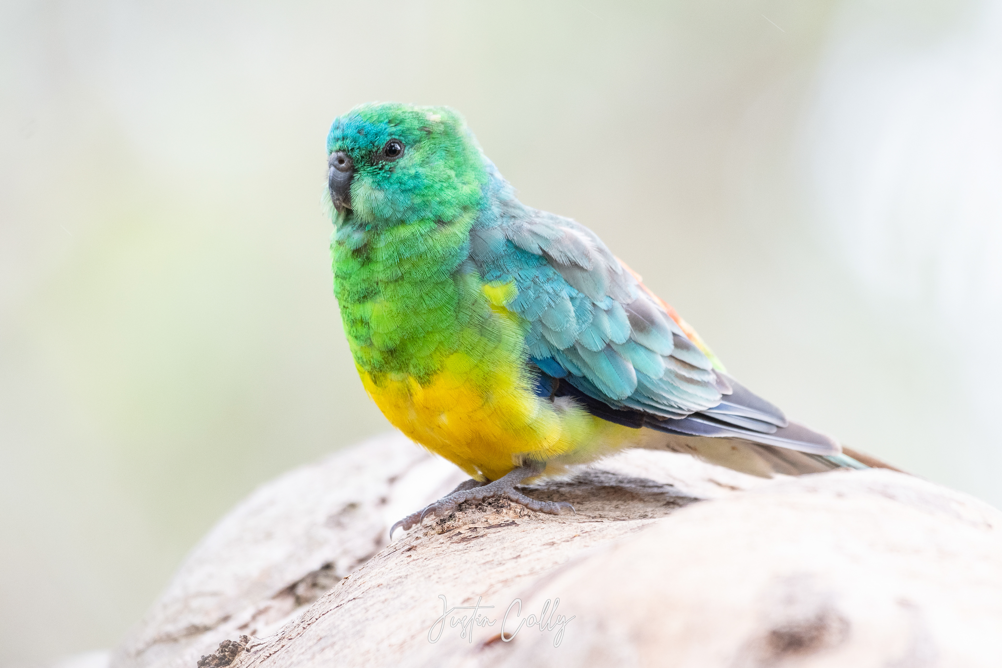 Red-rumped Parrot (Psephotus haematonotus) in Melbourne