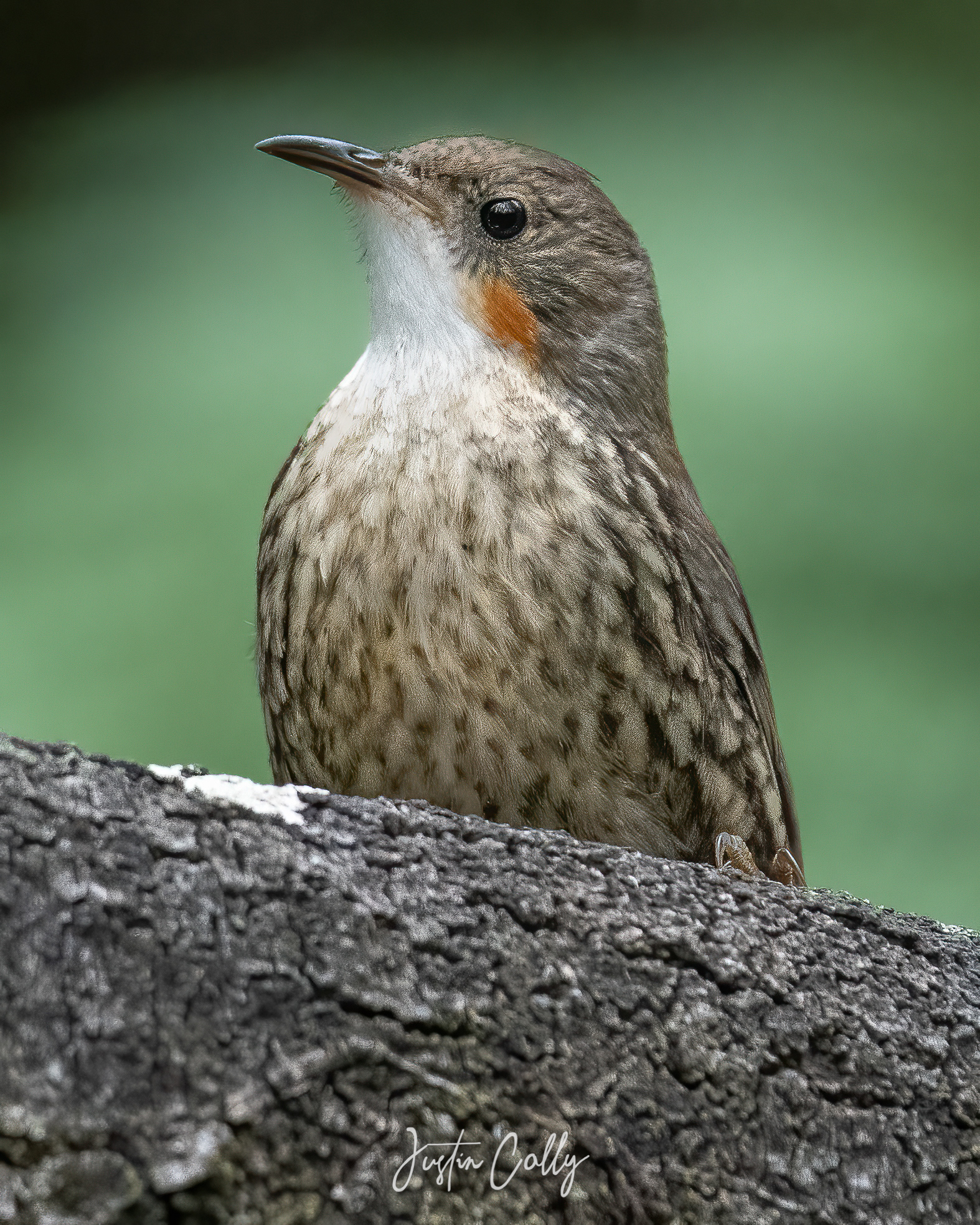 White-throated Treecreeper (Cormobates leucophaea)