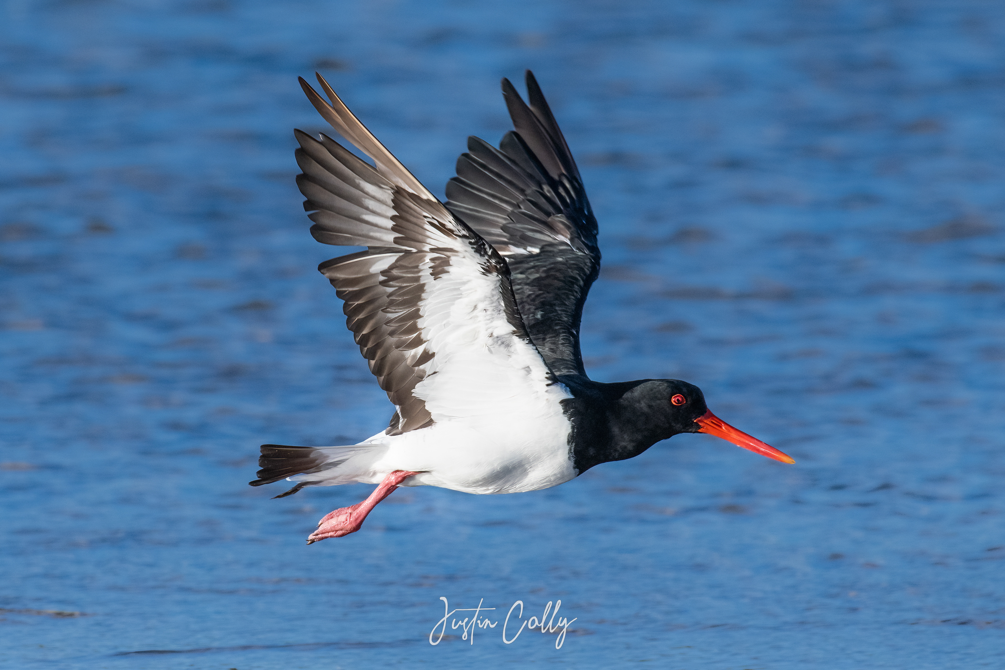 Australian Pied Oystercatcher (Haematopus longirostris)