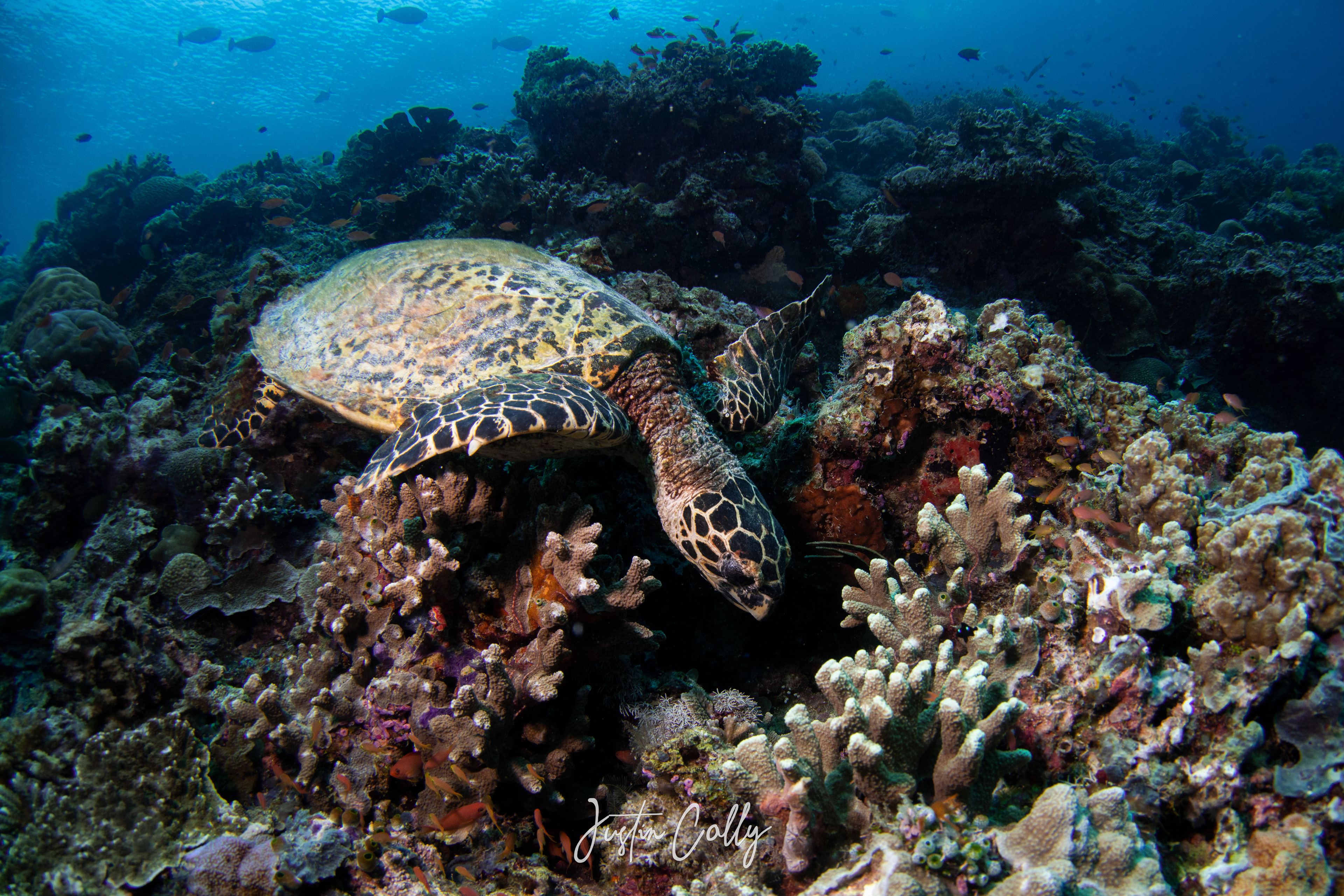 Hawksbill sea turtle (Eretmochelys imbricata) in Sulawesi, Indonesia
