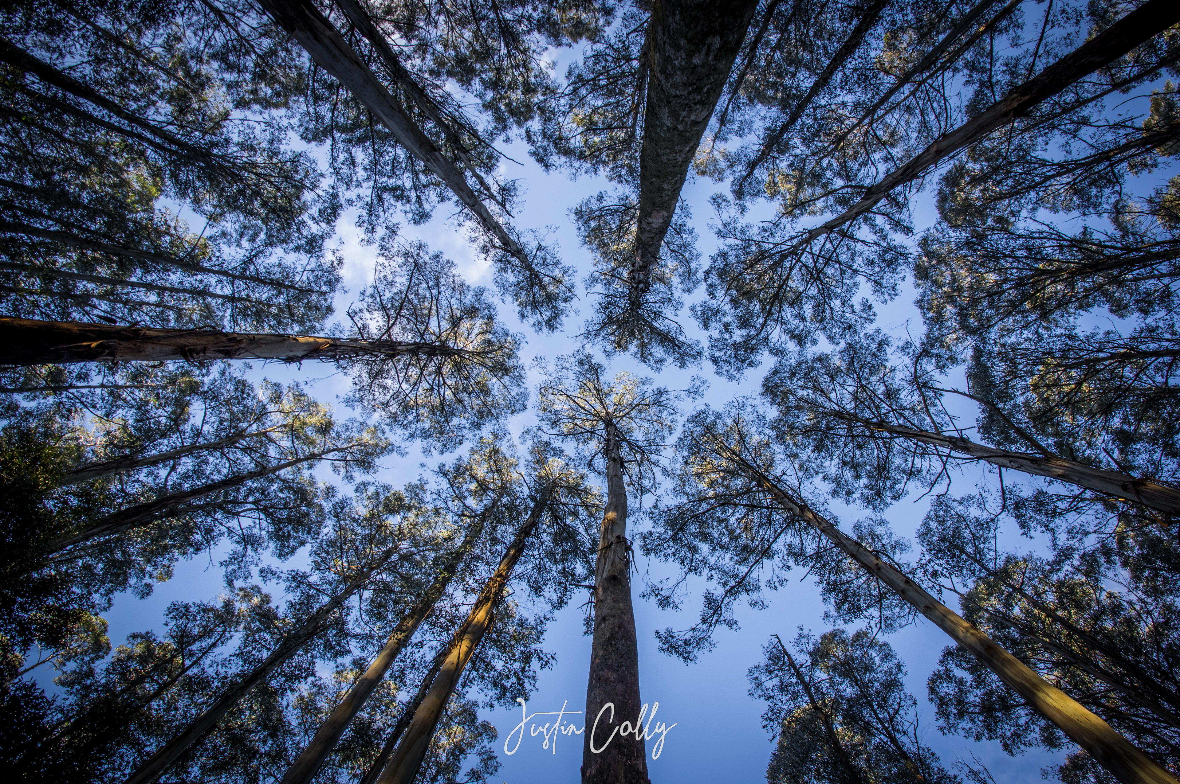 Mountain Ash in Toolangi