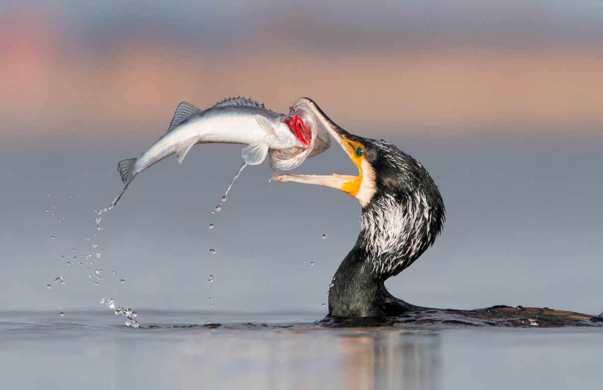 2016: Gold medal Narava Contest (Slovenia) and 2014: First place Birds category National Photo Contest in The Netherlands
