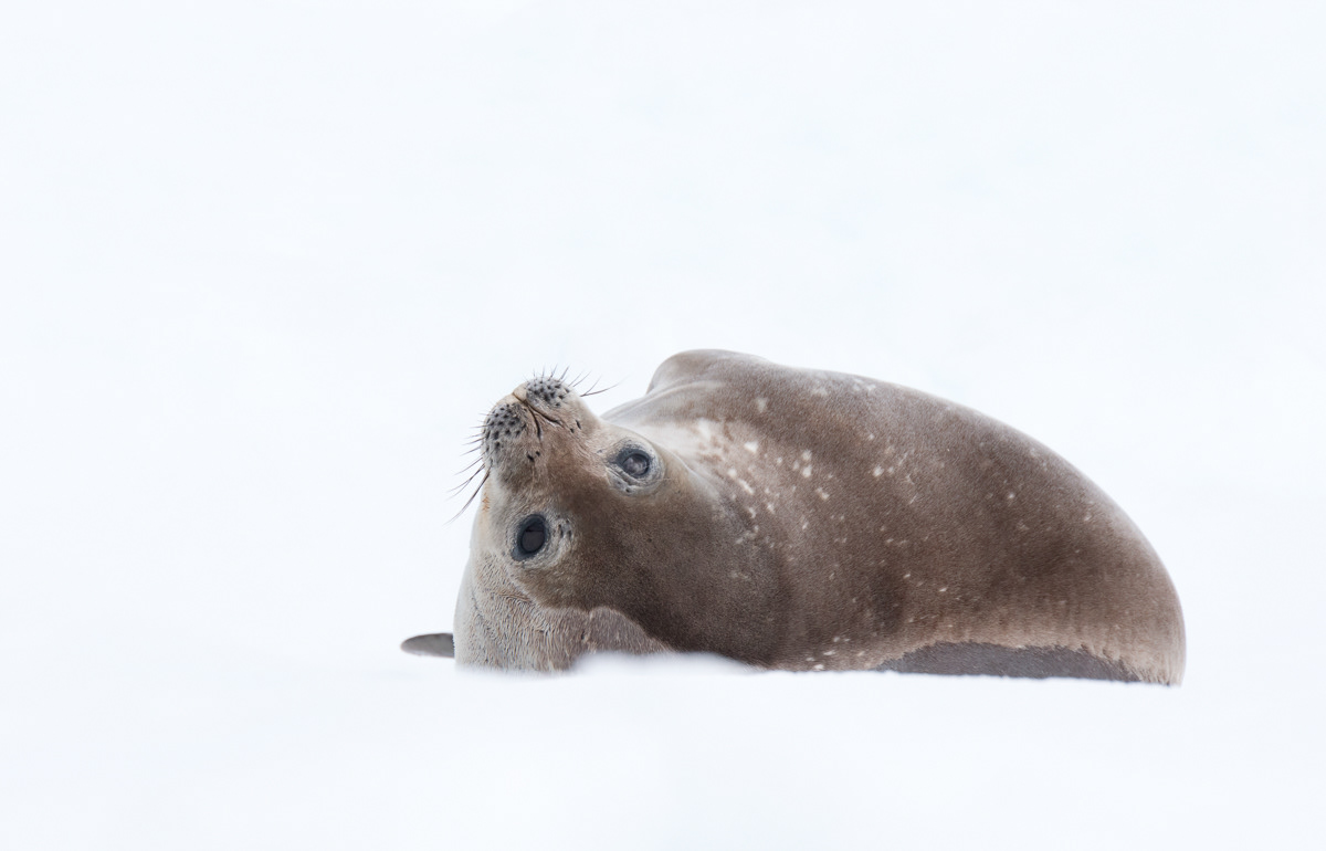 weddel seal